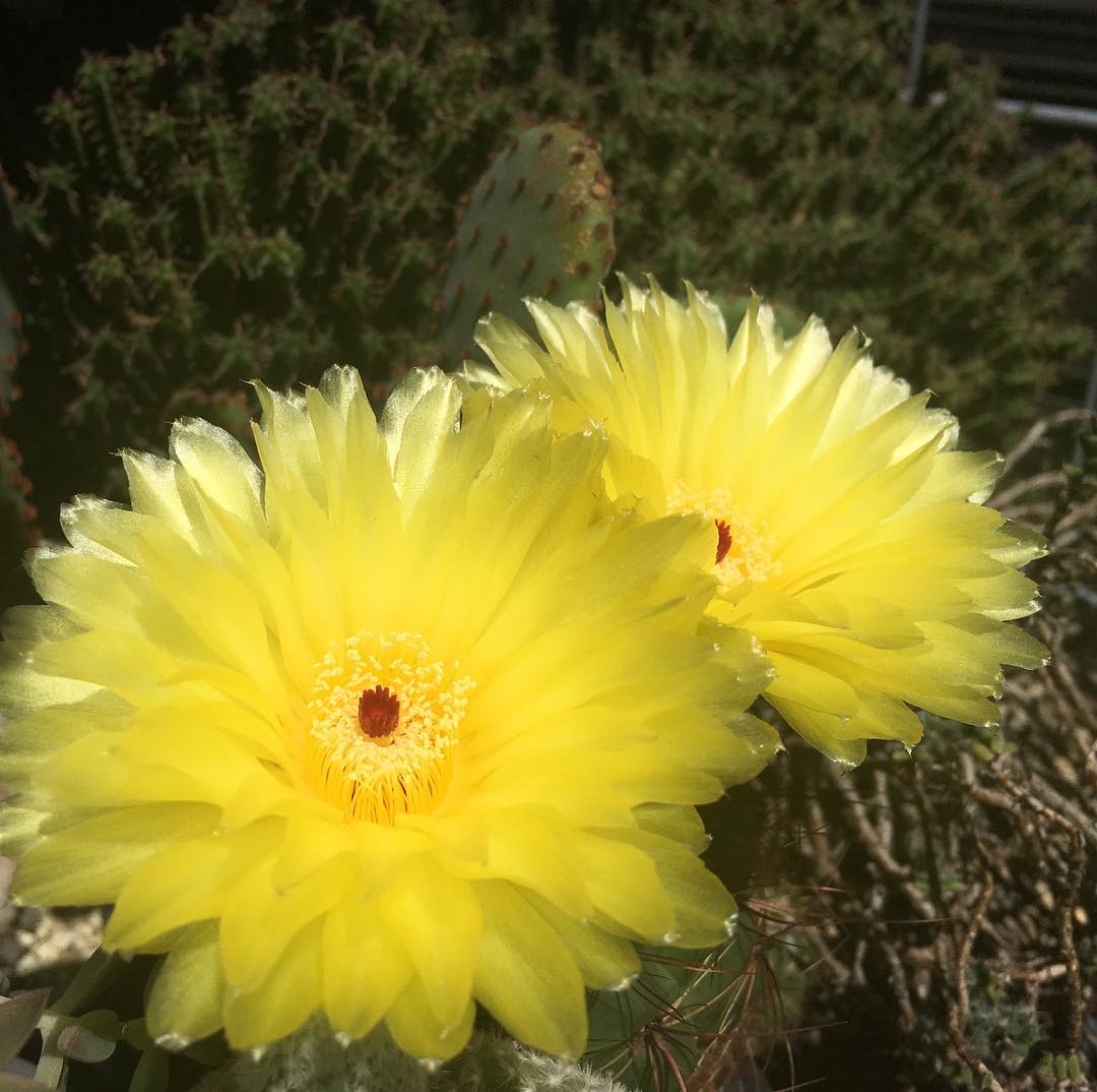 眩しいくらいの…。それにしても暑い️ #mygarden #bloom #cactuslove #cactus #cactusgram #plantsjunkie #cacti #gardening #favv_flowers #ig_garden #gardeningtips #nature #plantlove #plant #growsomethinggreen #botanical #instagardeners_feature #nofilter #iphonegraphy #fleur #flowerpower #flowerlovers #ip_blossoms #hppyflwrs #instaflower #floweroftheday #lovemyhouse #サボテン