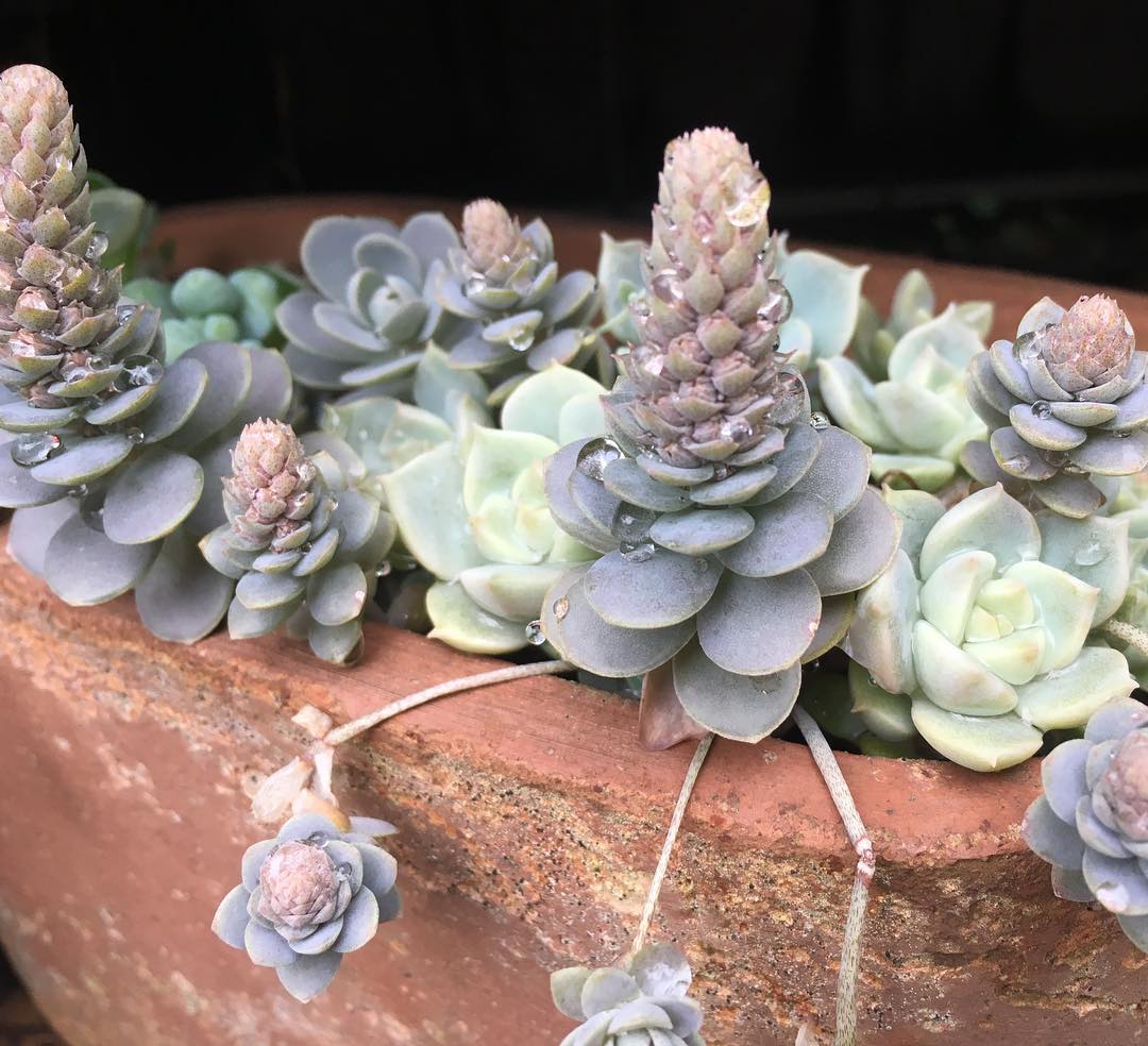 Orostachys ほんのわずかの晴れ間に庭いじり。花前の方が断然可愛いと思う。 #succulent #succulove #euphorbia #succulentjunkie #succulenthoarder #suculenta #suculentas #succulents #cactuslove #cactus #cactusgram #plantsjunkie #cacti #sedum #gardening #favv_flowers #ig_garden #gardeningtips #nature #plantlove #plant #growsomethinggreen #botanical #instagardeners_feature #nofilter #lovemyhouse #子持ち蓮華