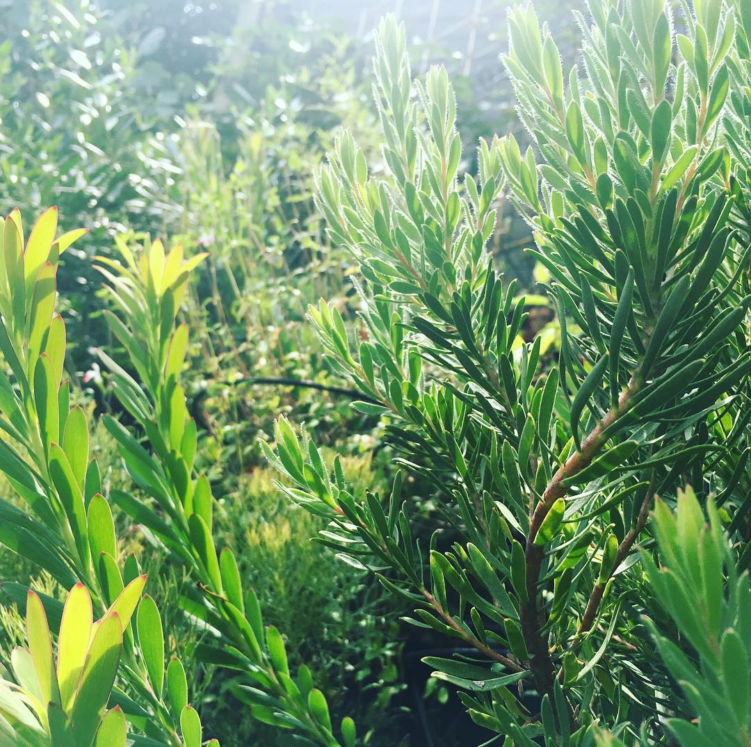 リューカ達、気持ちよさそう!曇り予報が好転。#leucadendron #wfh #lunchtime #sunshine #gardening #favv_flowers #ig_garden #gardeningtips #nature #plantlove #plant #growsomethinggreen #botanical #instagardeners_feature #nofilter #iphonegraphy #fleur #flowerpower #flowerlovers #ip_blossoms #hppyflwrs #instaflower #floweroftheday #lovemyhouse #plantsmakepeoplehappy #リューカデンドロン