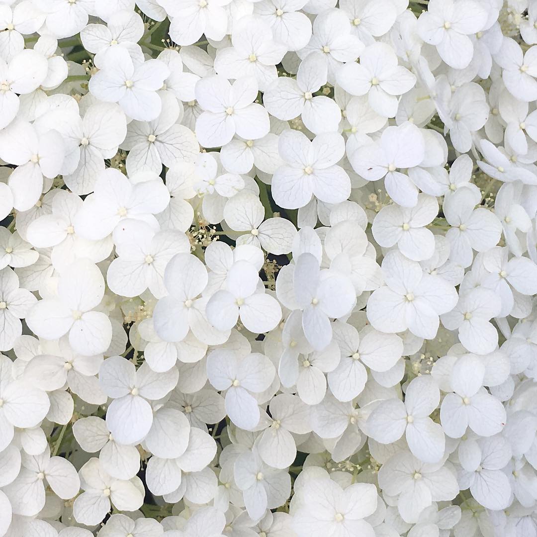 今年一番大きなアナベルをカット。計ってみたら直径25cm、なかなかです♡ #mygarden #gardening #favv_flowers #ig_garden #gardeningtips #nature #plantlove #plant #growsomethinggreen #botanical #instagardeners_feature #nofilter #iphonegraphy #fleur #flowerpower #flowerlovers #ip_blossoms #hppyflwrs #instaflower #floweroftheday #Annabelle #hydrangea #アナベル #紫陽花 #鉢植え