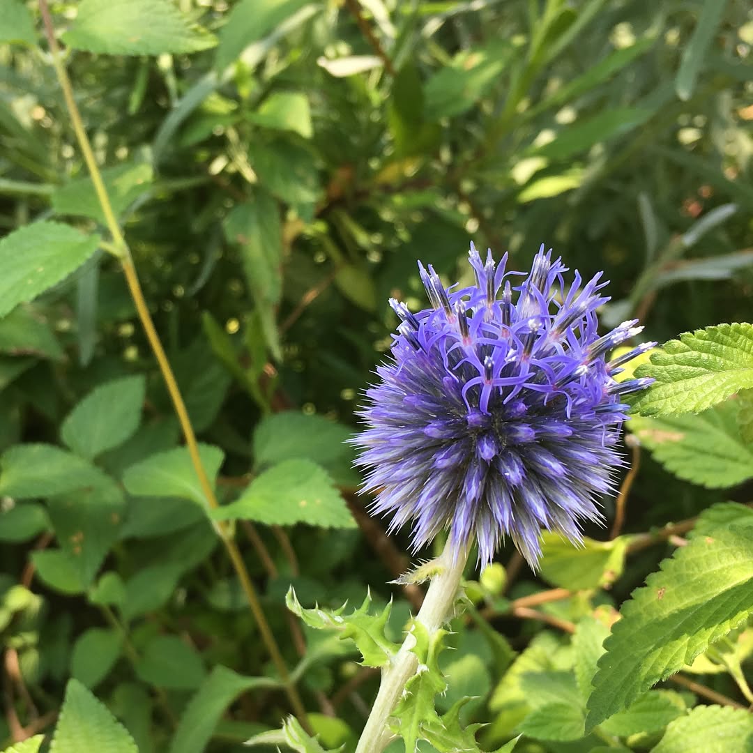 ガーデンシャワー🚿するとずいぶん涼しくなる。 3枚目のレモンユーカリ、不調だったので、ばっさりしたら皮が剥けて太くなって、葉があちこちから出てきたの図。#gardening #favv_flowers #ig_garden #australia #gardeningtips #nature #plantlove #plant #growsomethinggreen #botanical #instagardeners_feature #nofilter #lovemyhouse #plantsmakepeoplehappy #fleur #flowerpower #flowerlovers #ip_blossoms #hppyflwrs #instaflower #floweroftheday #庭の花 #蚊取り線香 #花好きな人と繋がりたい