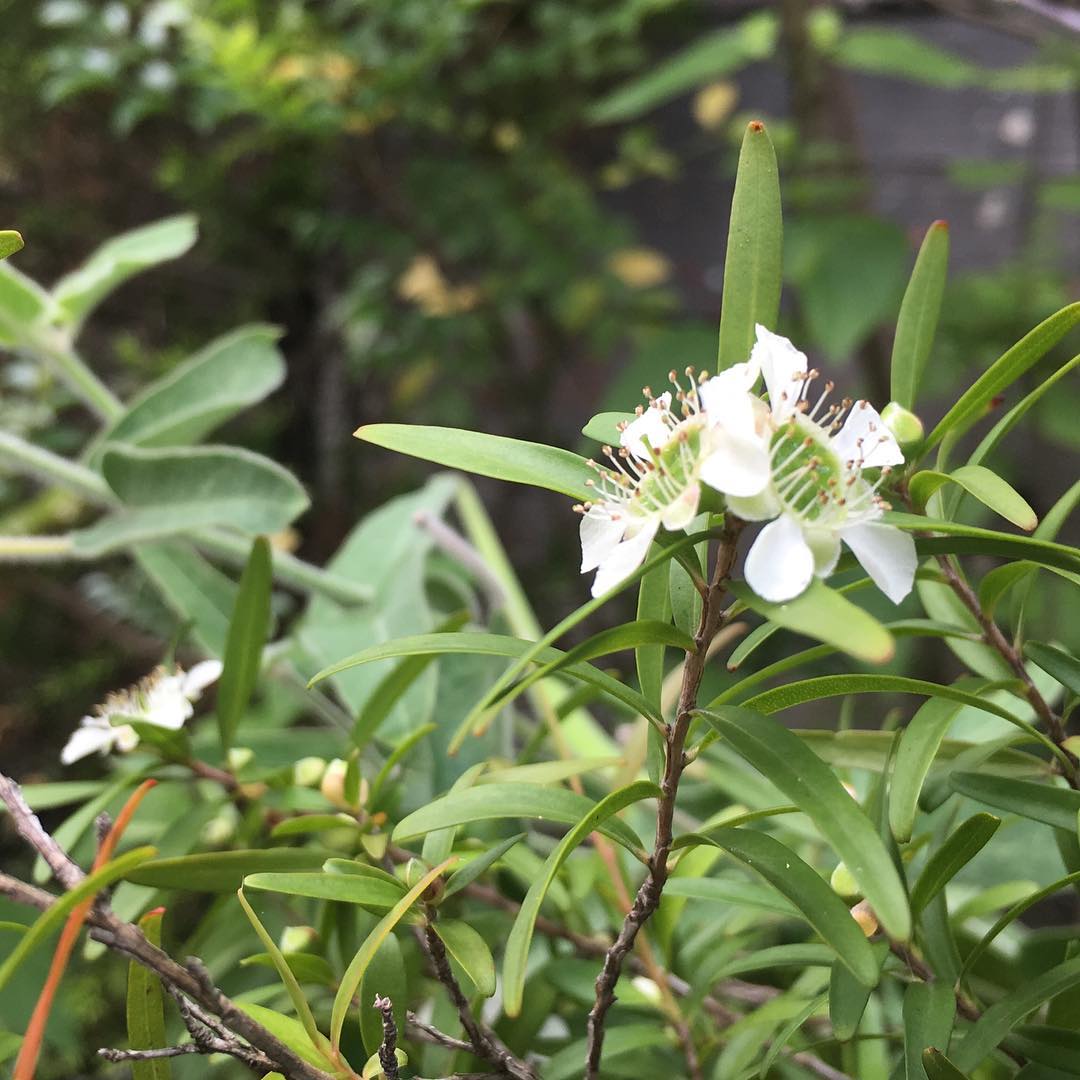 Tea tree レモンティーツリーが咲き出しました。#Melaleuca #lemonteatree #gardening #favv_flowers #ig_garden #gardeningtips #nature #plantlove #plant #growsomethinggreen #botanical #instagardeners_feature #nofilter #tgifridays #fleur #flowerpower #flowerlovers #ip_blossoms #hppyflwrs #instaflower #floweroftheday #lovemyhouse #レモンティーツリー #庭の花 #花好きな人と繋がりたい