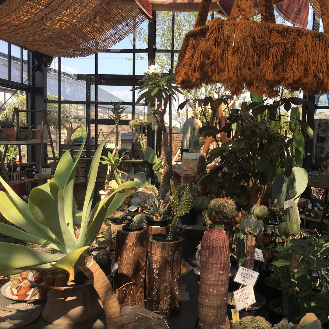 久しぶりに仕入れた! #botanical #succulent #succulove #euphorbia #succulentjunkie #succulenthoarder #suculenta #suculentas #succulents #cactuslove #cactus #cactusgram #plantsjunkie #cacti #sedum #gardening #favv_flowers #ig_garden #gardeningtips #nature #plantlove #plant #growsomethinggreen #thefarm #plantsmakepeoplehappy