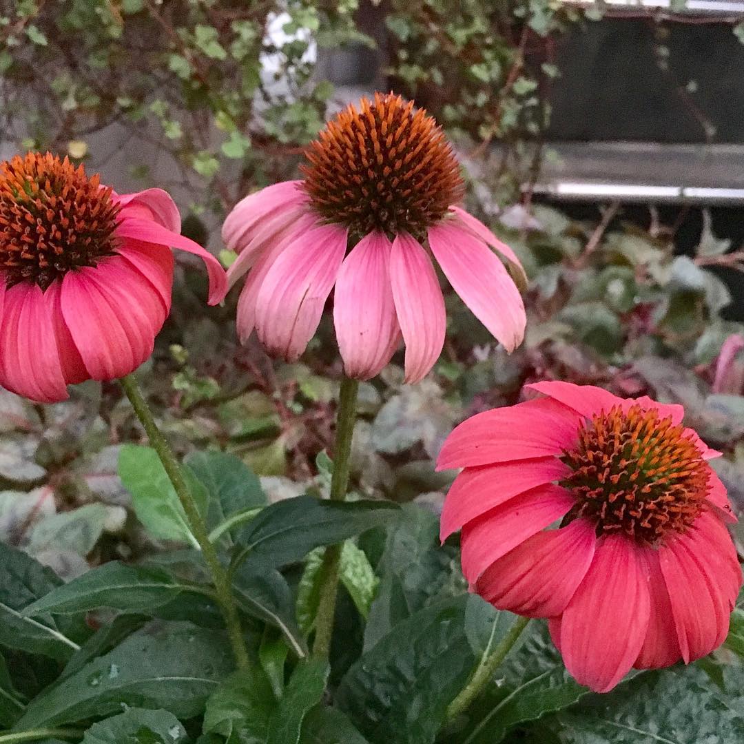 実家の玄関先、硬い蕾の姿で植えておいたエキナセア。昨日の雹でどうかなと思ったけど、無事咲いておりました。地植えだし、もっとぐんぐんいってほしいな! #gardening #parentshome #echinacea #herbs #favv_flowers #ig_garden #gardeningtips #nature #plantlove #plant #growsomethinggreen #botanical #instagardeners_feature #fleur #flowerpower #flowerlovers #ip_blossoms #hppyflwrs #instaflower #floweroftheday #plantsmakepeoplehappy #エキナセア