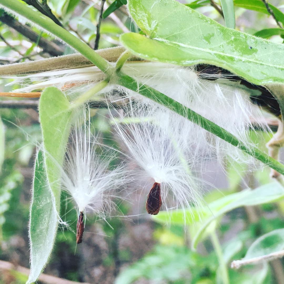 Tweedia caeruleaブルースターのパラシュート部隊 Raedy go! #seeds #Tweediacaerulea #gardening #favv_flowers #ig_garden #gardeningtips #nature #plantlove #plant #growsomethinggreen #botanical #instagardeners_feature #nofilter #iphonegraphy #fleur #flowerpower #flowerlovers #ip_blossoms #hppyflwrs #instaflower #floweroftheday #plantsmakepeoplehappy #ブルースター #種 #花好きな人と繋がりたい