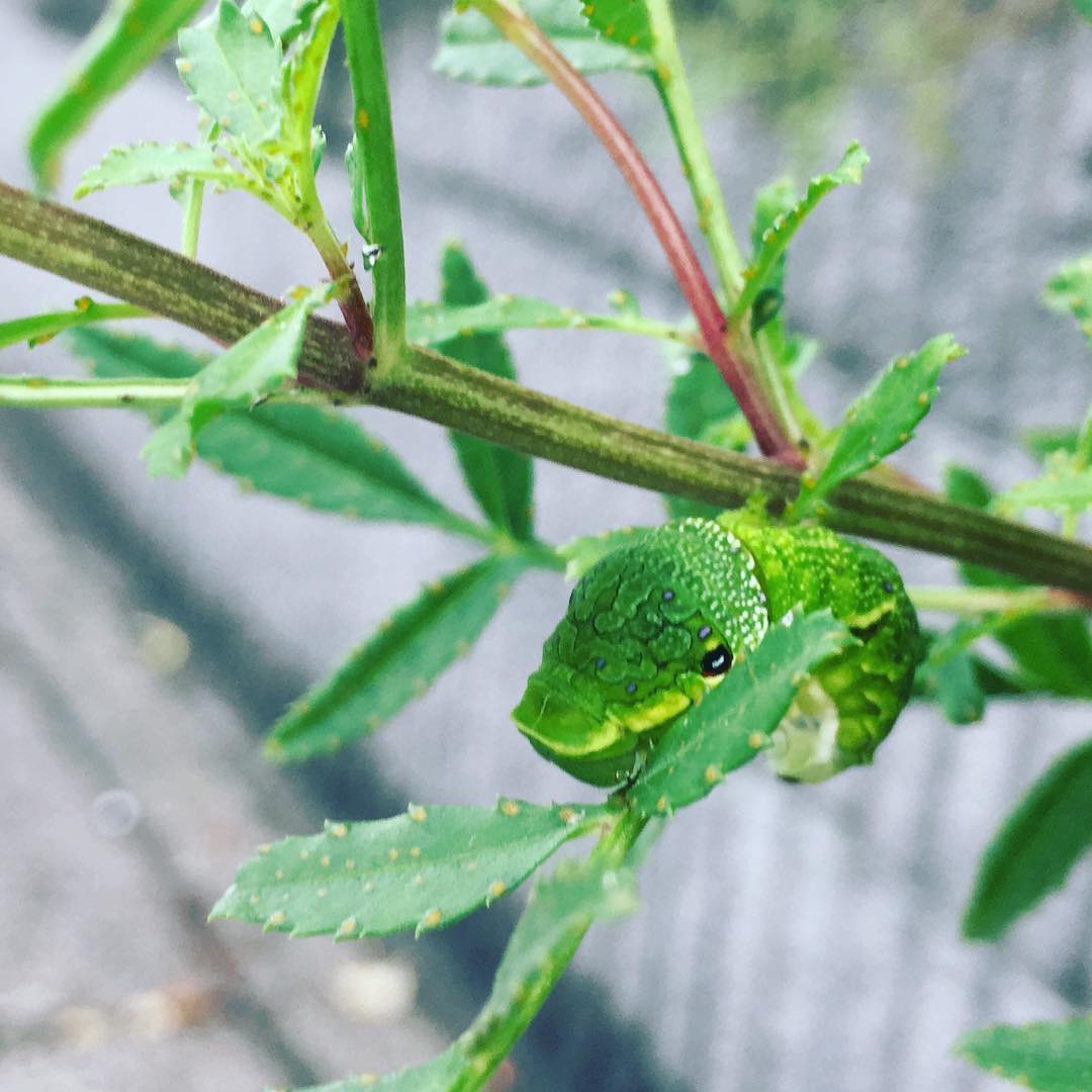 レモンマリーゴールドでもいいのね。香りはレモンだしね。 #アゲハ #swallotail #lemonmarigold #gardening #favv_flowers #ig_garden #gardeningtips #nature #plantlove #plant #growsomethinggreen #botanical #instagardeners_feature #nofilter #iphonegraphy #fleur #flowerpower #flowerlovers #ip_blossoms #hppyflwrs #instaflower #floweroftheday #plantsmakepeoplehappy