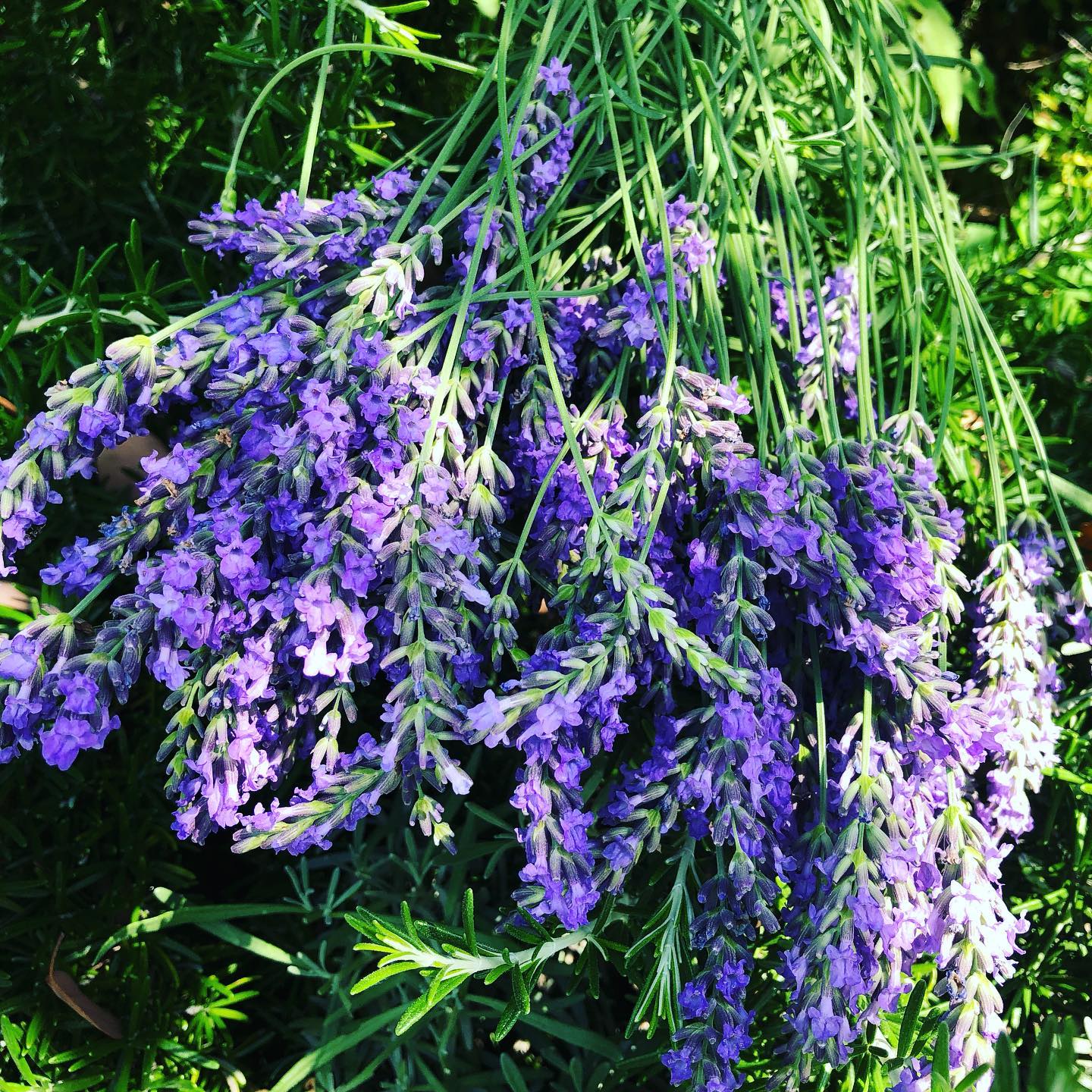 The last one.今日を逃すとベチョベチョになってしまう!と、最後のラベンダーを剪定。いい香り #lavender #cut #purple #gardening #favv_flowers #ig_garden #nature #plantlove #plant #botanical #instagardeners #nofilter #instagood #fleur #flowerpower #flowerlovers #ip_blossoms #hppyflwrs #instaflower #floweroftheday #ラベンダー