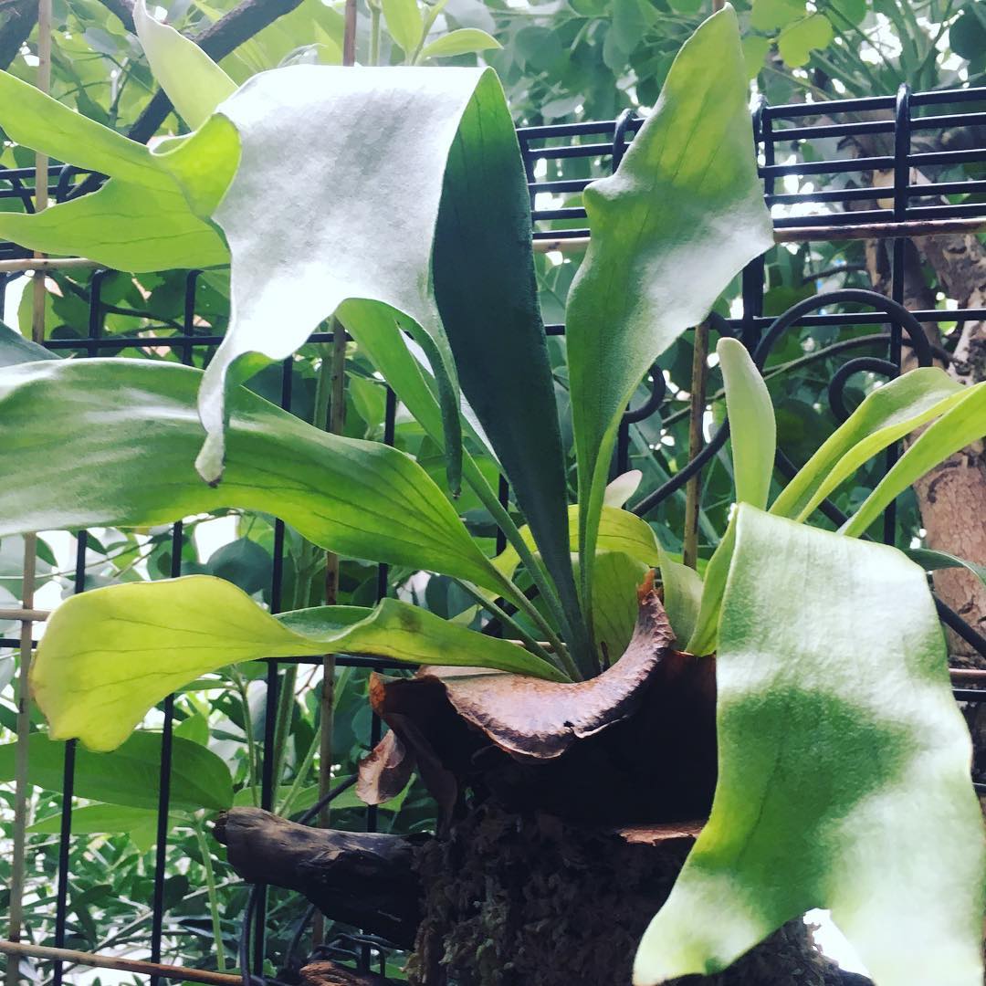 common staghorn fernこれまでの天候は、最適だったみたい。元気モリモリ。でも節操のない天気…やだな。 #commonstaghornfern #fern #gardening #favv_flowers #ig_garden #gardeningtips #nature #plantlove #plant #growsomethinggreen #botanical #instagardeners_feature #lovemyhouse #plantsmakepeoplehappy #ビカクシダ #コウモリラン #羊歯