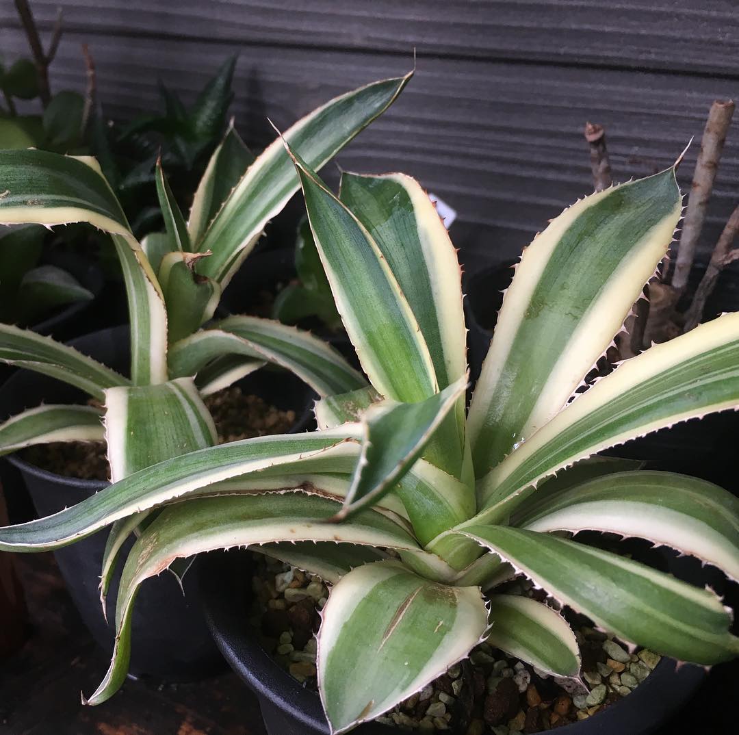 庭いじり終了と共に雨がポチポチきました。数年前の例会で頂いたアガベのチビはずいぶん大きくなった。なんだろこれ。 #gardening #favv_flowers #ig_garden #gardeningtips #nature #plantlove #plant #growsomethinggreen #botanical #instagardeners_feature #nofilter #agave #plantsmakepeoplehappy #lovemyhouse