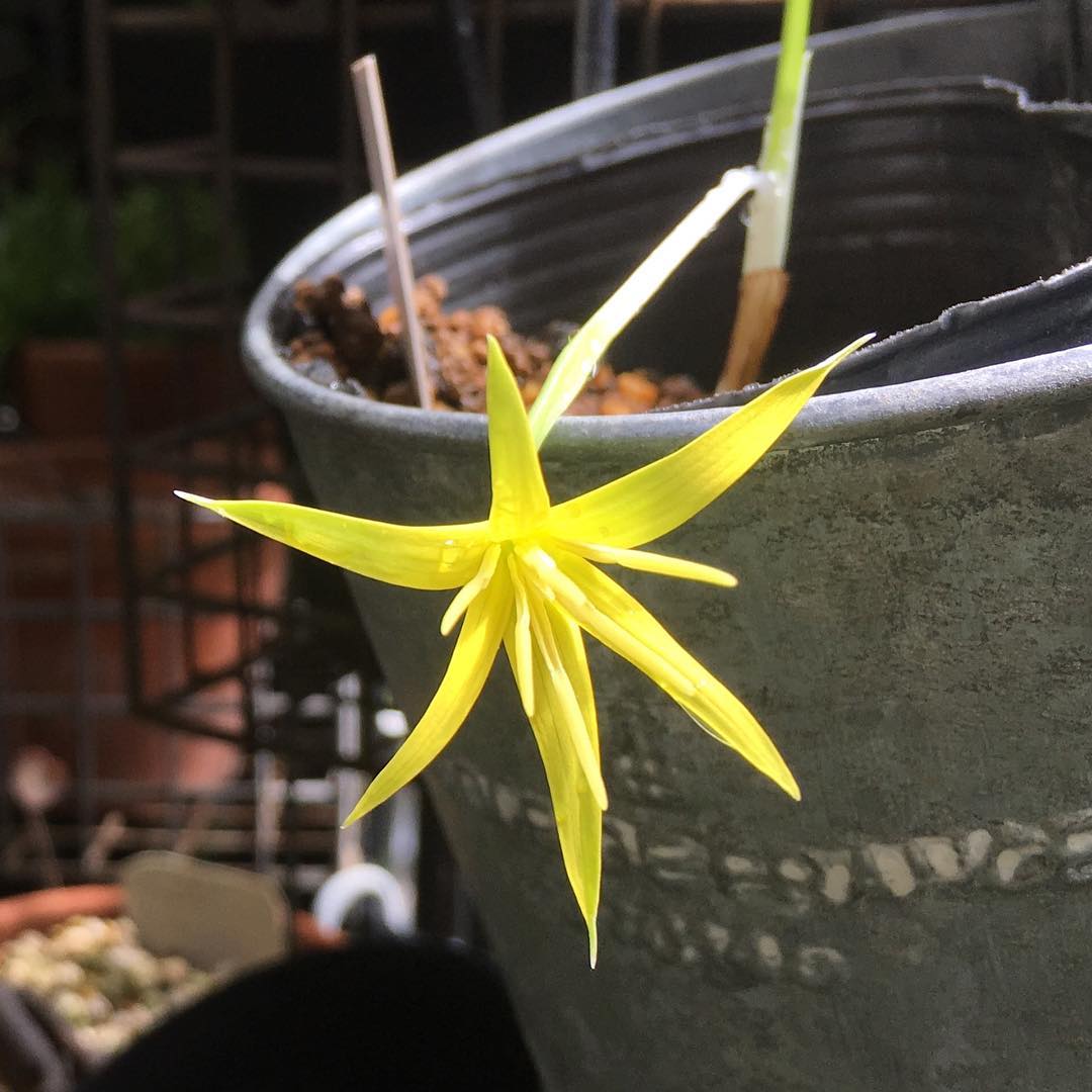 Empodium namaquensis エンポディウム・ナマクエンシス 咲いたの何年ぶりだろう晴れてきた、水槽掃除! #southafrica #empodium #gardening #favv_flowers #ig_garden #gardeningtips #nature #plantlove #plant #growsomethinggreen #botanical #instagardeners_feature #nofilter #iphonegraphy #fleur #flowerpower #flowerlovers #ip_blossoms #hppyflwrs #instaflower #floweroftheday #plantsmakepeoplehappy #saturdaymorning #エンポディウム #球根 #庭の花 #花好きな人と繋がりたい