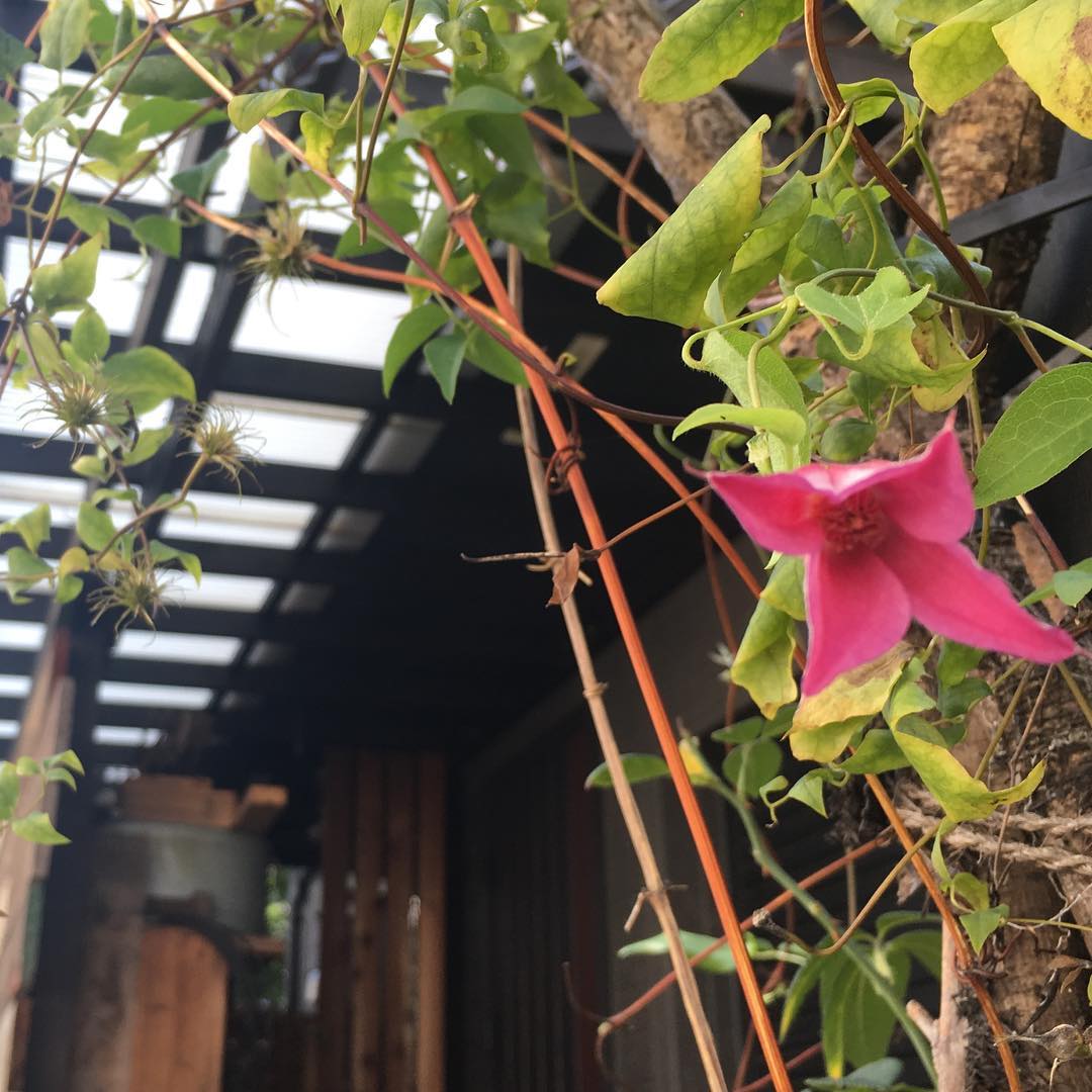 秋な陽気。秋咲きクレマチス、濃くて可愛い。 #clematis #gardening #favv_flowers #ig_garden #gardeningtips #nature #plantlove #plant #growsomethinggreen #botanical #instagardeners_feature #nofilter #iphonegraphy #fleur #flowerpower #flowerlovers #ip_blossoms #hppyflwrs #instaflower #floweroftheday #bloom #lovemyhouse #plantsmakepeoplehappy #クレマチス #花好きな人と繋がりたい