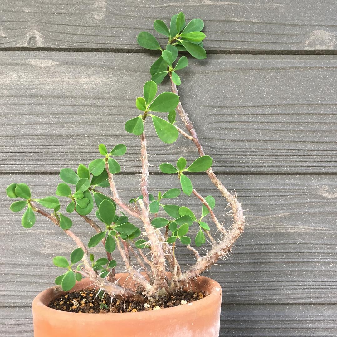 されどキリン久しぶりに水やり #succulent #succulove #euphorbia #succulentjunkie #succulenthoarder #suculenta #suculentas #succulents #cactuslove #cactus #cactusgram #plantsjunkie #cacti #sedum #gardening #favv_flowers #ig_garden #gardeningtips #nature #plantlove #plant #growsomethinggreen #botanical #instagardeners_feature #nofilter #ユーフォルビア #花キリン