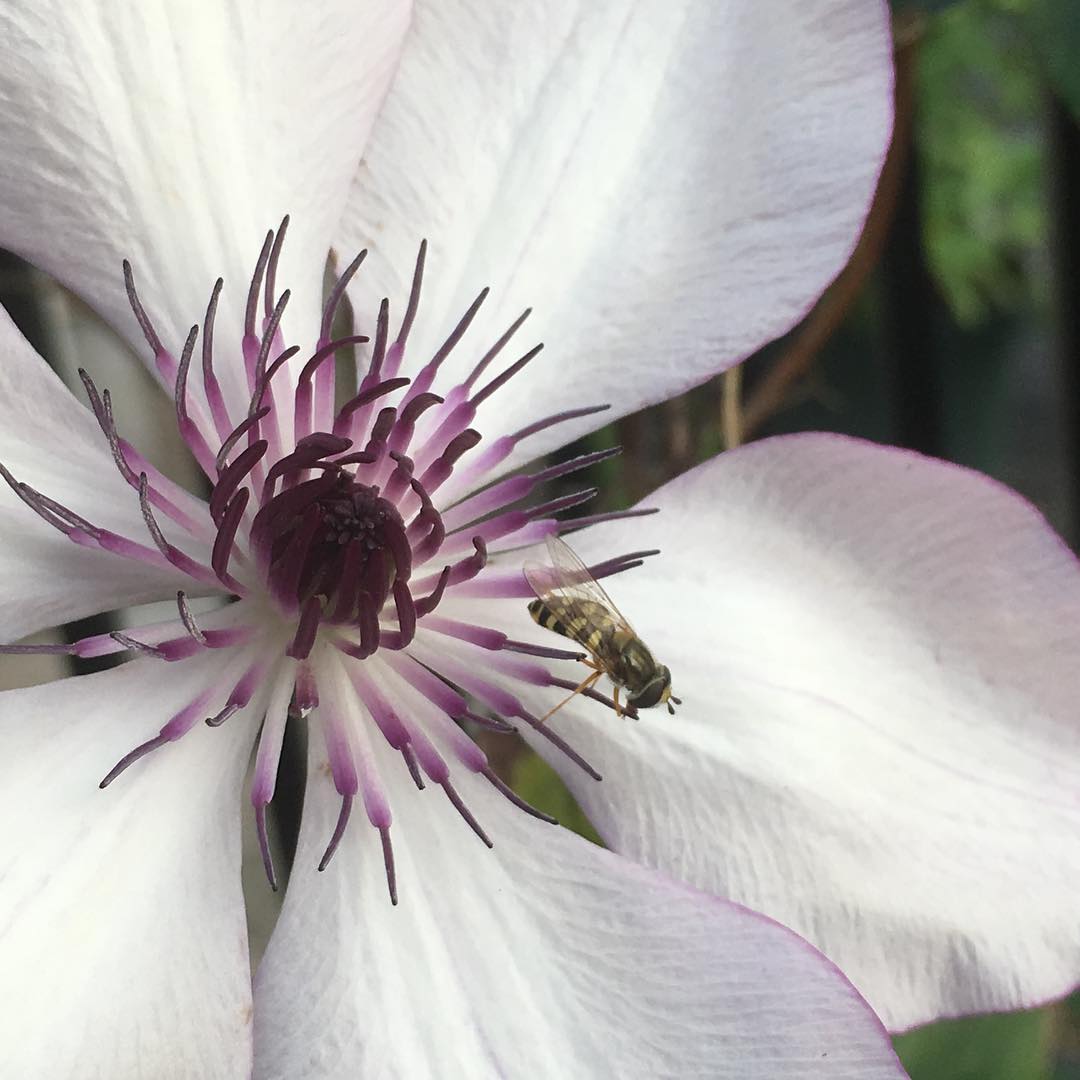 フォンドメモリーズに #bloom #clematis #fondmemories #gardening #favv_flowers #ig_garden #gardeningtips #nature #plantlove #plant #growsomethinggreen #botanical #instagardeners_feature #nofilter #iphonegraphy #fleur #flowerpower #flowerlovers #ip_blossoms #hppyflwrs #instaflower #floweroftheday #plantsmakepeoplehappy #クレマチス #フォンドメモリーズ #庭の花 #花好きな人と繋がりたい