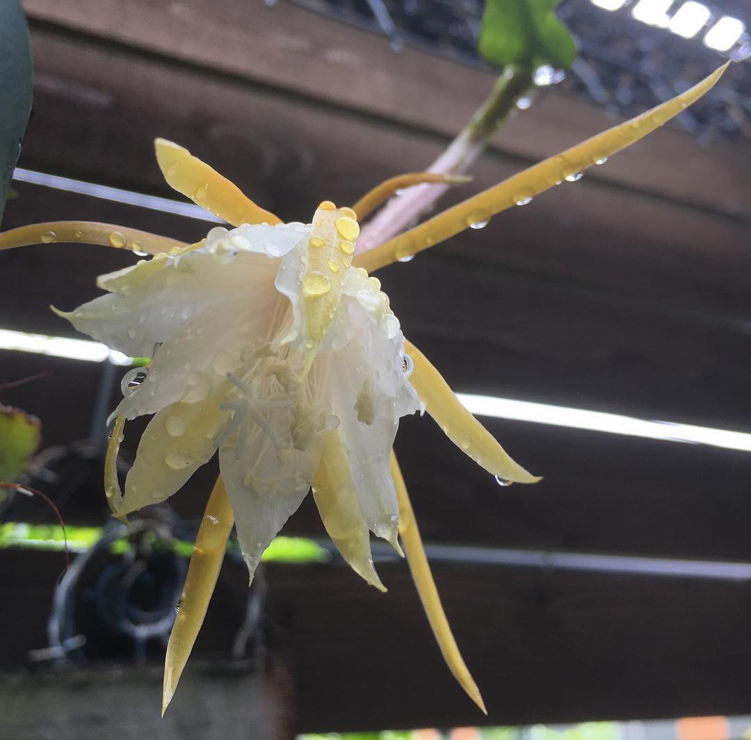 Rainy day️ Epiphyllum クジャクサボテン、屋外ベランダ組。明日はパッと咲くかな。#epiphyllum #succulent #succulentjunkie #succulenthoarder #suculenta #suculentas #succulents #cactuslove #cactus #cactusgram #plantsjunkie #cacti #favv_flowers #ig_garden #plantlove #growsomethinggreen #instagardeners_feature #nofilter #fleur #flowerpower #flowerlovers #ip_blossoms #hppyflwrs #instaflower #floweroftheday #クジャクサボテン #屋外サボテン #花好きな人と繋がりたい