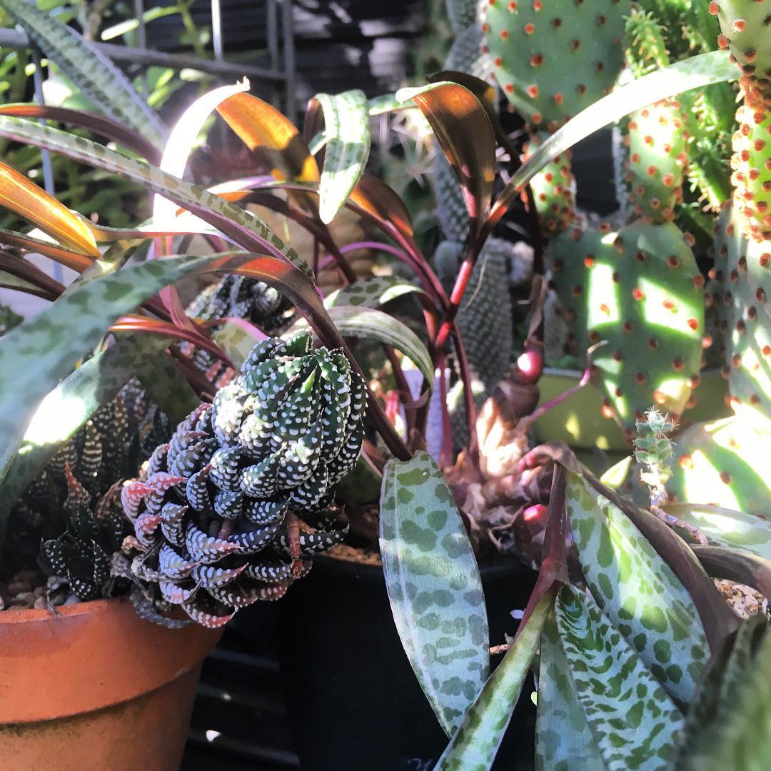 Good morning気持ちいい朝です。 #succulent #succulove #succulentjunkie #succulenthoarder #suculenta #suculentas #succulents #cactuslove #cactus #cactusgram #plantsjunkie #cacti #gardening #favv_flowers #ig_garden #gardeningtips #nature #plantlove #plant #growsomethinggreen #botanical #サボテン #多肉植物 #ブレビキュラ #クリスマスカラー