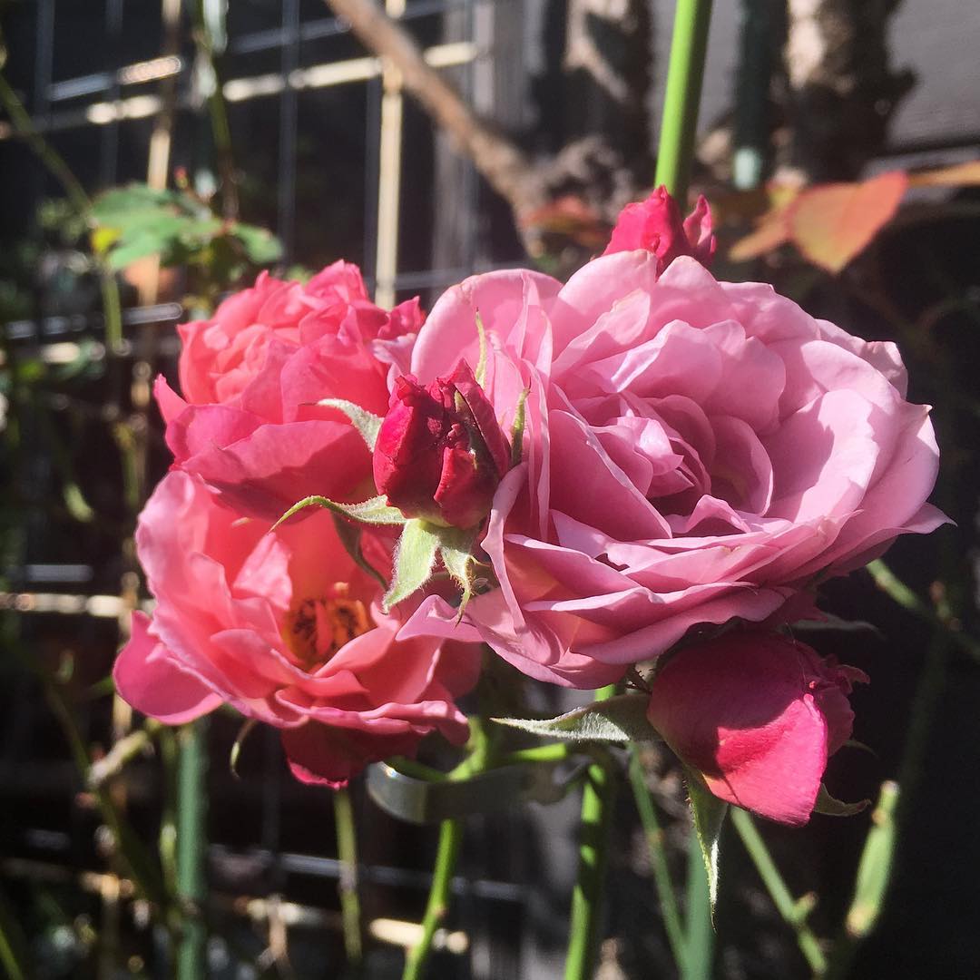 葵 冬支度したいけど咲いててもったいなくて切れない…。まだ他に2房はこれから #roses #aoi #葵 #gardening #favv_flowers #ig_garden #gardeningtips #nature #plantlove #plant #growsomethinggreen #botanical #fleur #flowerpower #flowerlovers #ip_blossoms #hppyflwrs #instaflower #floweroftheday #庭の花 #花好きな人と繋がりたい