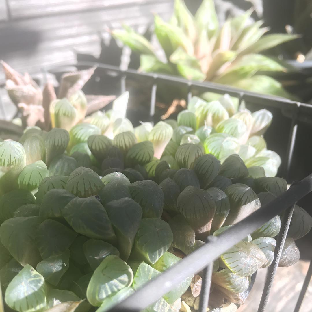久々のオブ 太陽光でホワーンと。 #succulent #succulove #euphorbia #succulentjunkie #succulenthoarder #succulent #succulove #euphorbia #succulentjunkie #succulenthoarder #suculenta #suculentas #succulents #cactuslove #cactus #cactusgram #plantsjunkie #cacti #sedum #gardening #favv_flowers #ig_garden #gardeningtips #nature #plantlove #plant #growsomethinggreen #botanical #haworthia #ハオルチア