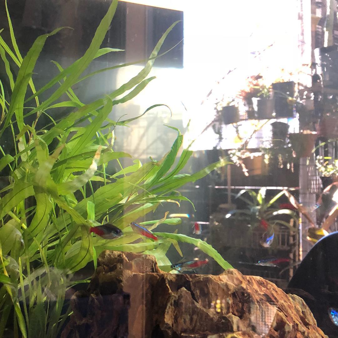 水槽の掃除してスッキリ。外の植物がガラスに反射で写り込み、こんな写り込みなら大歓迎。 #neontetra #tank #cleaningup #aquarium #glares #plants #gardening #aloe #succulent #succulove #euphorbia #succulentjunkie #succulenthoarder #suculenta #suculentas #succulents #cactuslove #cactus #cactusgram #plantsjunkie #cacti #saturdaymorning #写り込み #ネオンテトラ