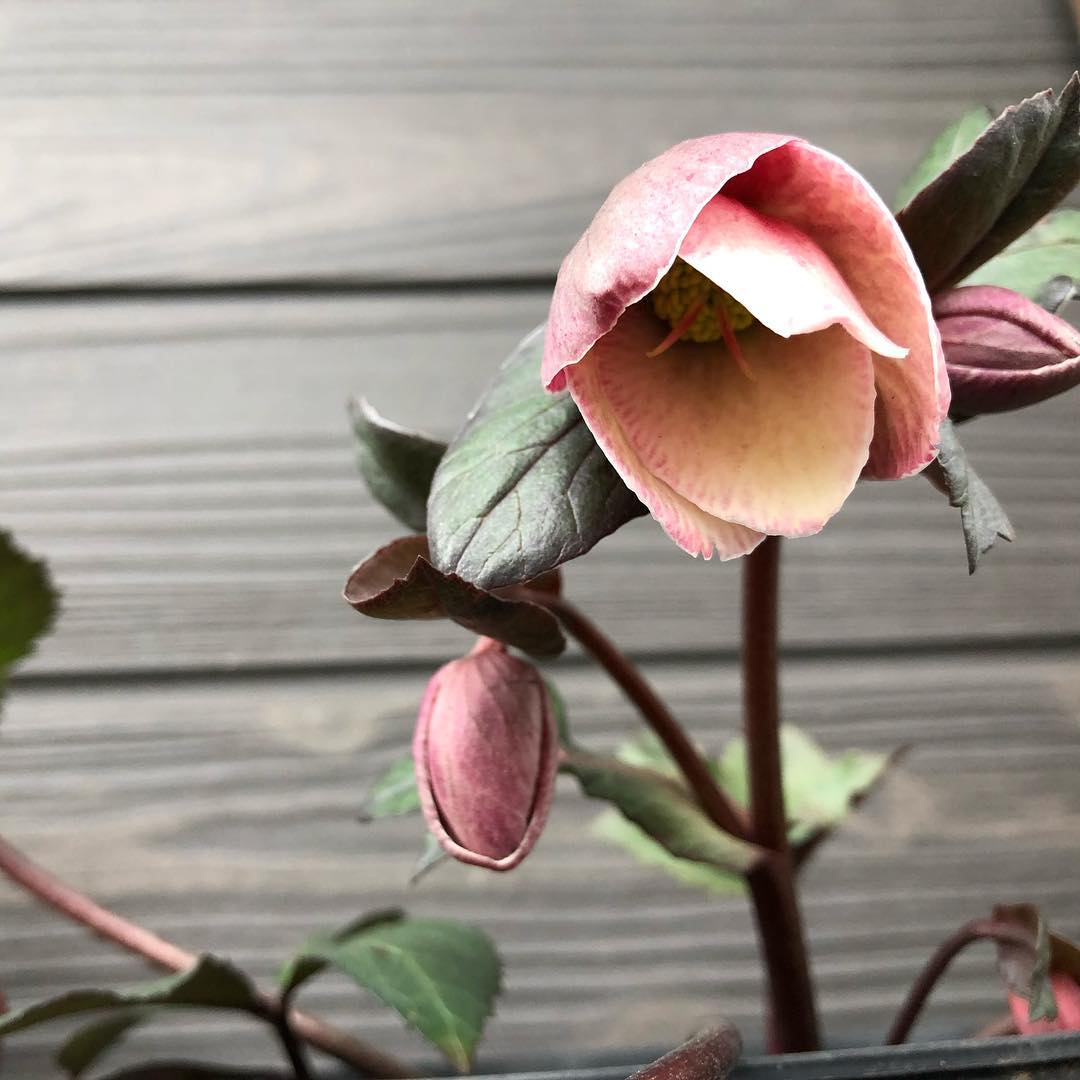 寒さが色に出てる。今朝はメダカと金魚の水槽が凍ってました…。 #wfh #gardening #favv_flowers #ig_garden #gardeningtips #nature #plantlove #plant #growsomethinggreen #botanical #instagardeners_feature #nofilter #fleur #flowerpower #flowerlovers #ip_blossoms #hppyflwrs #instaflower #floweroftheday #Helleborus #hellebores #庭の花 #クリスマスローズ #花好きな人と繋がりたい