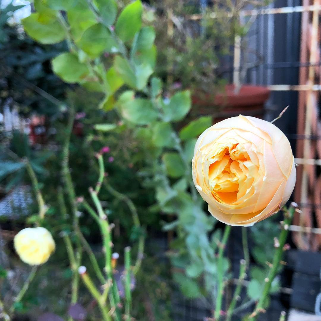 ラ・ドルチェ・ヴィータ寒さで中々咲かないけど、すこーし開いてきた。気持ち今は外が暖かい #ラドルチェヴィータ #バラ #薔薇 #庭の花 #gardening #favv_flowers #ig_garden #gardeningtips #nature #plantlove #plant #growsomethinggreen #botanical #instagardeners_feature #nofilter #iphonegraphy #fleur #flowerpower #flowerlovers #ip_blossoms #hppyflwrs #instaflower #floweroftheday