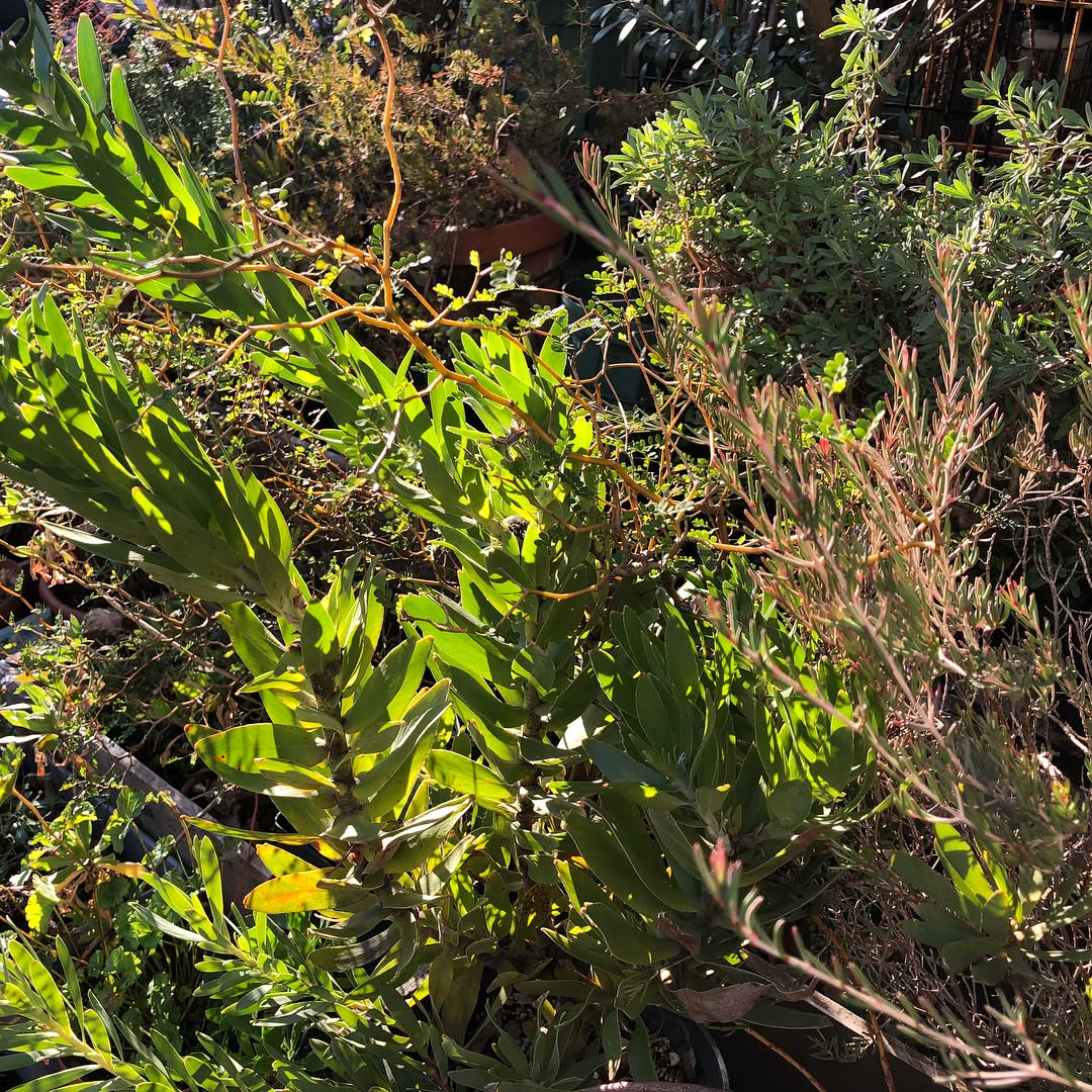 すっかり雪は溶けて、気持ち色濃くなった気がします。そして洗濯日和な在宅。 Thawed snow! #gardening #favv_flowers #ig_garden #gardeningtips #nature #plantlove #plant #growsomethinggreen #botanical #instagardeners_feature #nofilter #iphonegraphy #fleur #flowerpower #flowerlovers #ip_blossoms #hppyflwrs #instaflower #floweroftheday #Helleborus #Leucadendron #serruria #helleborus #wfh
