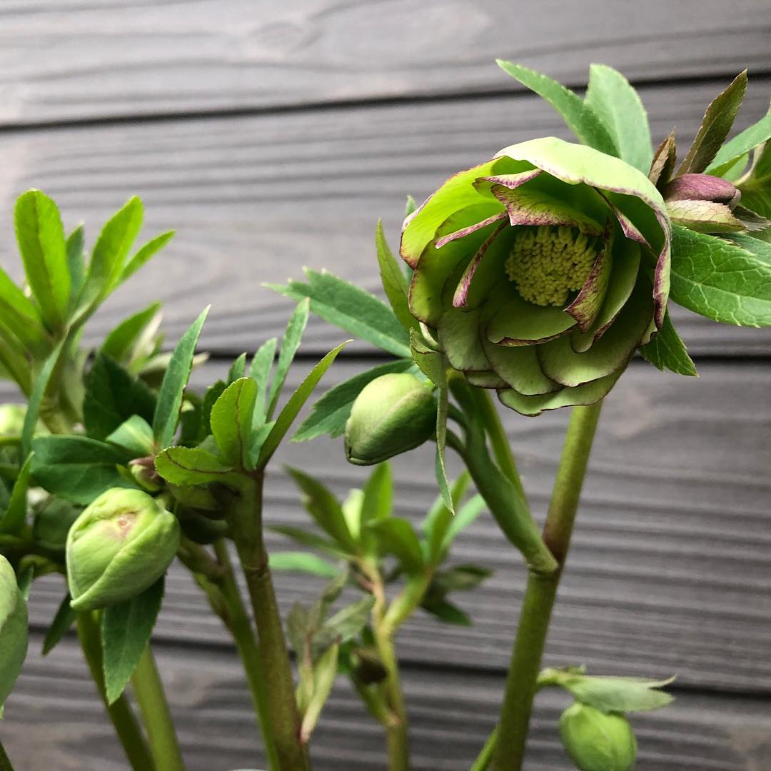 きたきた! ダブルグリーン 全体的には去年より遅め。#クリスマスローズ #ダブルグリーン #ヘレボラス #gardening #favv_flowers #ig_garden #gardeningtips #nature #green #plantlove #plant #growsomethinggreen #botanical #instagardeners_feature #nofilter #iphonegraphy #fleur #flowerpower #flowerlovers #ip_blossoms #hppyflwrs #instaflower #floweroftheday #Helleborus #庭の花 #花好きな人と繋がりたい