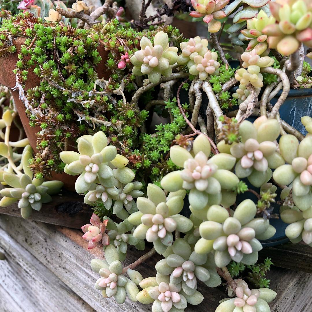 セダム盛り。暖かくなるかと期待してたのに寒い。 #succulent #succulove #euphorbia #succulentjunkie #succulenthoarder #suculenta #suculentas #succulents #cactuslove #cactus #cactusgram #plantsjunkie #cacti #sedum #gardening #favv_flowers #ig_garden #gardeningtips #nature #plantlove #plant #growsomethinggreen #botanical #instagardeners_feature #nofilter #セダム #多肉植物