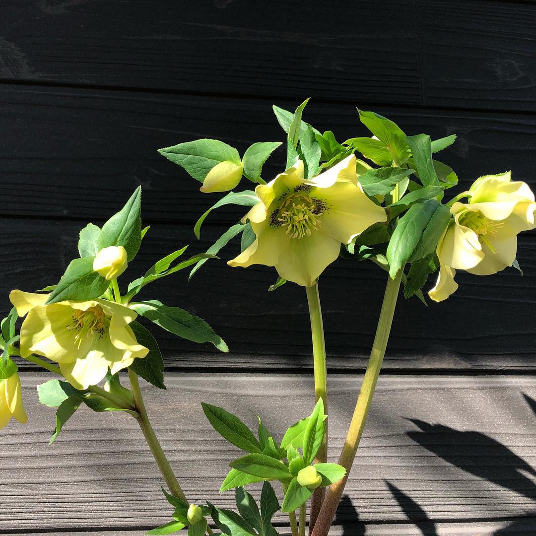 うち唯一の黄花クリスマスローズやっと陽が差して暖か。#gardening #gardeningtips #nature #plantlove #plant #growsomethinggreen #botanical #instagardeners_feature #nofilter #iphonegraphy #fleur #flowerpower #flowerlovers #ip_blossoms #hppyflwrs #instaflower #floweroftheday #Helleborus #hellebore #クリスマスローズ #庭の花