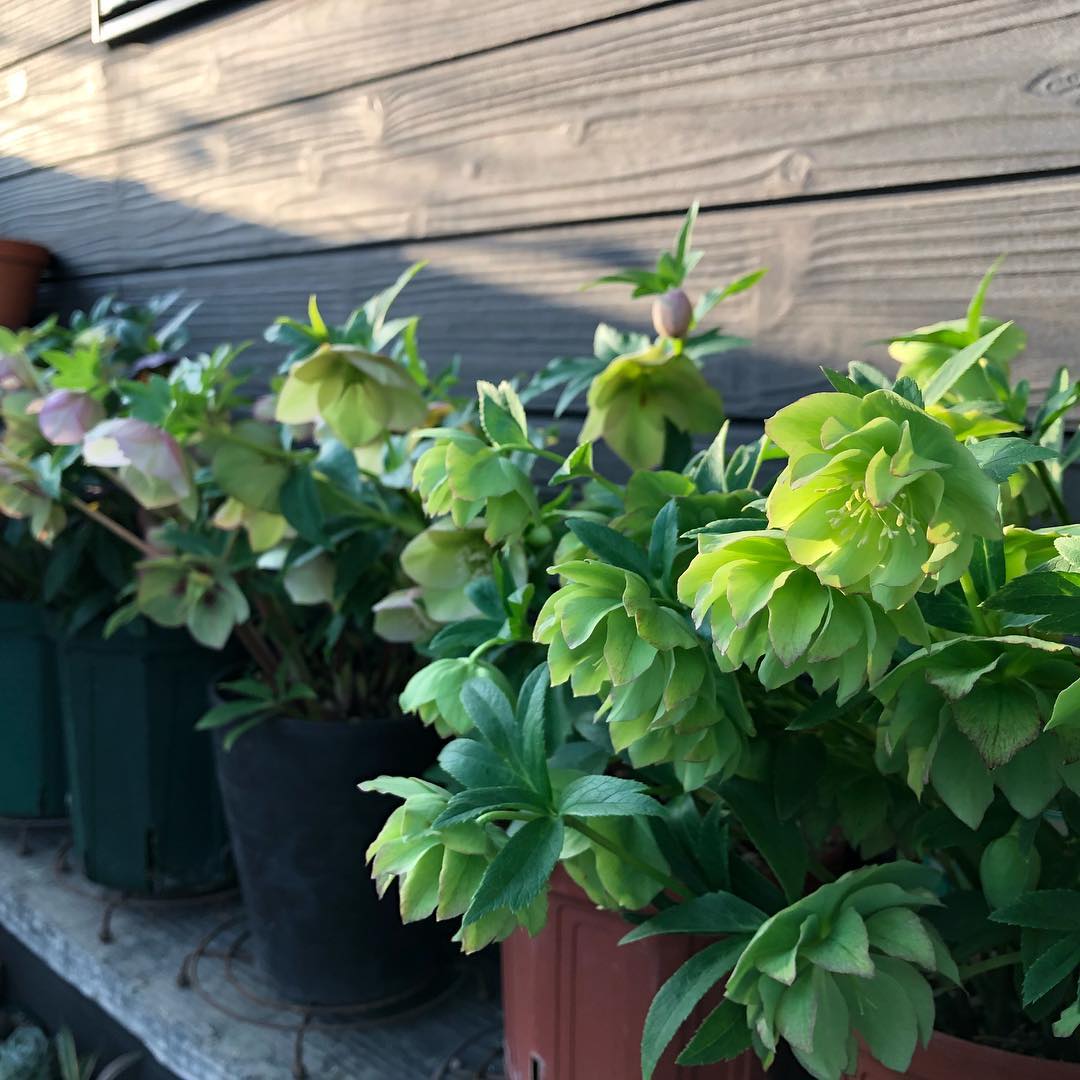 西日に照らされ…。 #wfh #gardening #favv_flowers #ig_garden #gardeningtips #nature #plantlove #plant #growsomethinggreen #botanical #instagardeners_feature #nofilter #iphonegraphy #fleur #flowerpower #flowerlovers #ip_blossoms #hppyflwrs #instaflower #floweroftheday #Helleborus #hellebore #クリスマスローズ #庭の花 #在宅勤務 #西日