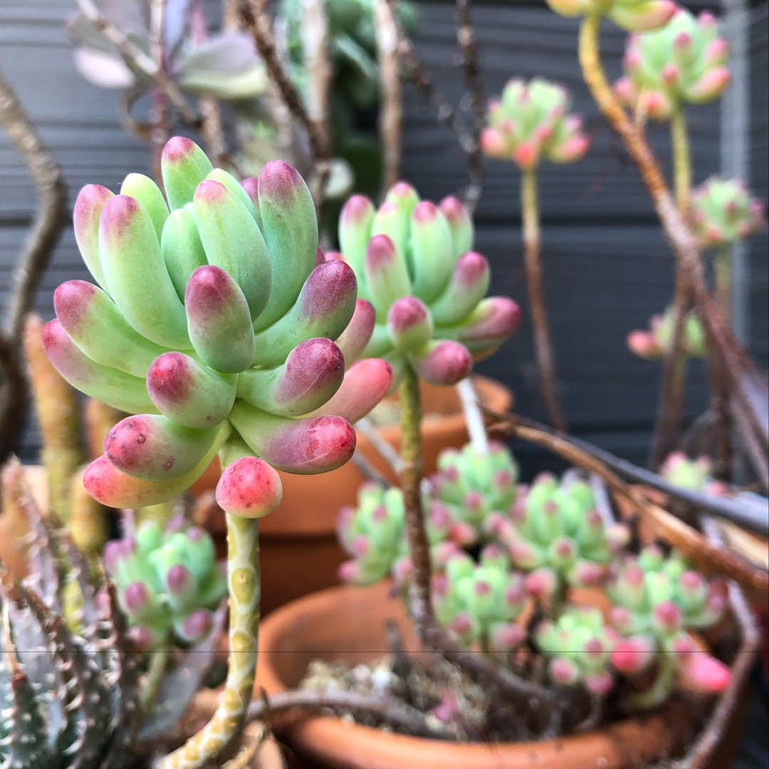 春だなぁ #succulent #succulove #aloe #succulenthoarder #suculentas #succulents #cactuslove #plantsjunkie #sedum #gardening #favv_flowers #ig_garden #gardeningtips #nature #plantlove #growsomethinggreen #botanical #instagardeners_feature #nofilter #iphonegraphy #fleur #flowerpower #flowerlovers #ip_blossoms #hppyflwrs #instaflower #floweroftheday #hellebore #山椒 #クリスマスローズ