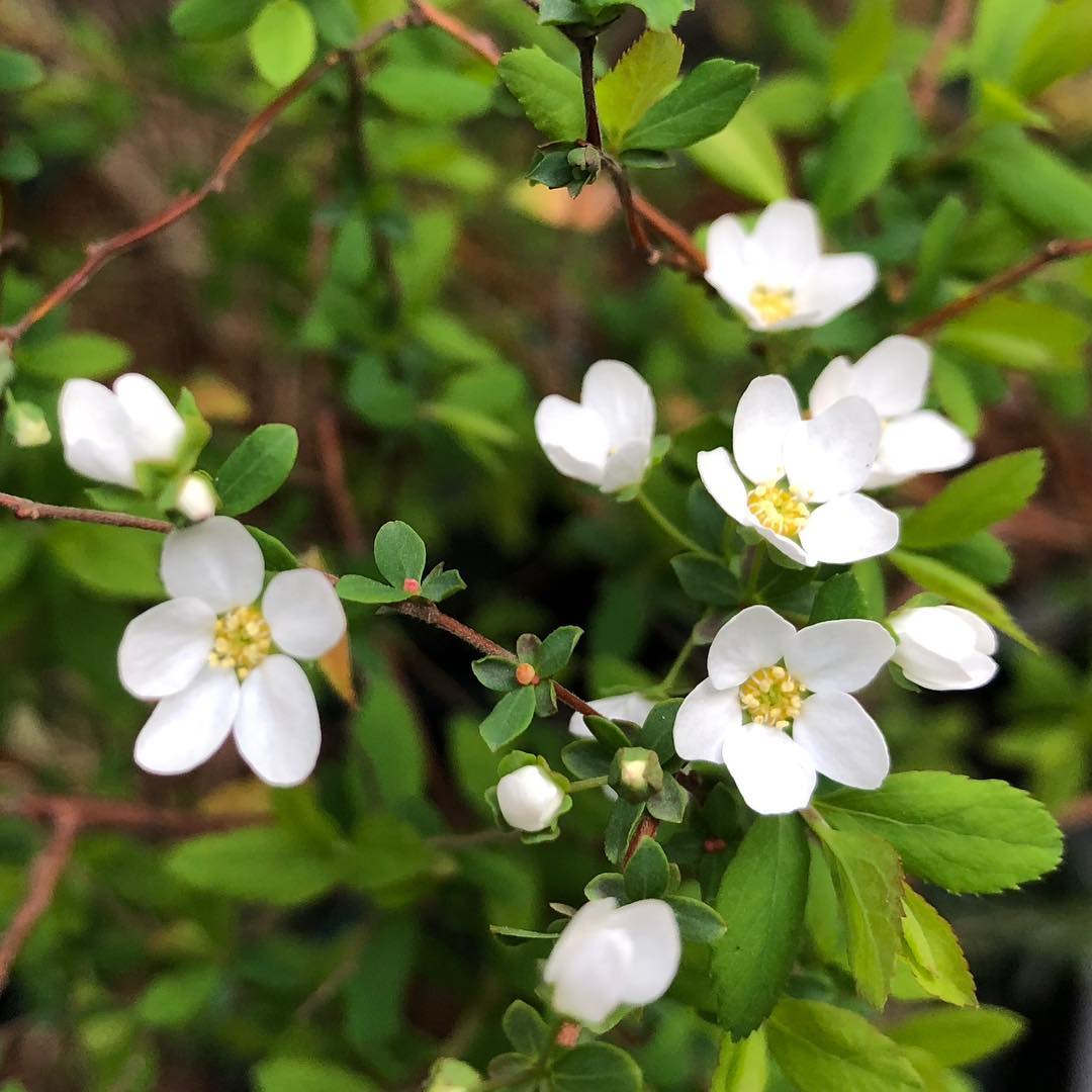 雪柳、だいぶ咲いてきた。 #spiraea #spring #gardening #favv_flowers #ig_garden #gardeningtips #nature #plantlove #plant #growsomethinggreen #botanical #instagardeners_feature #nofilter #iphonegraphy #fleur #flowerpower #flowerlovers #ip_blossoms #hppyflwrs #instaflower #floweroftheday #spring #庭の花 #雪柳 #花好きな人と繋がりたい