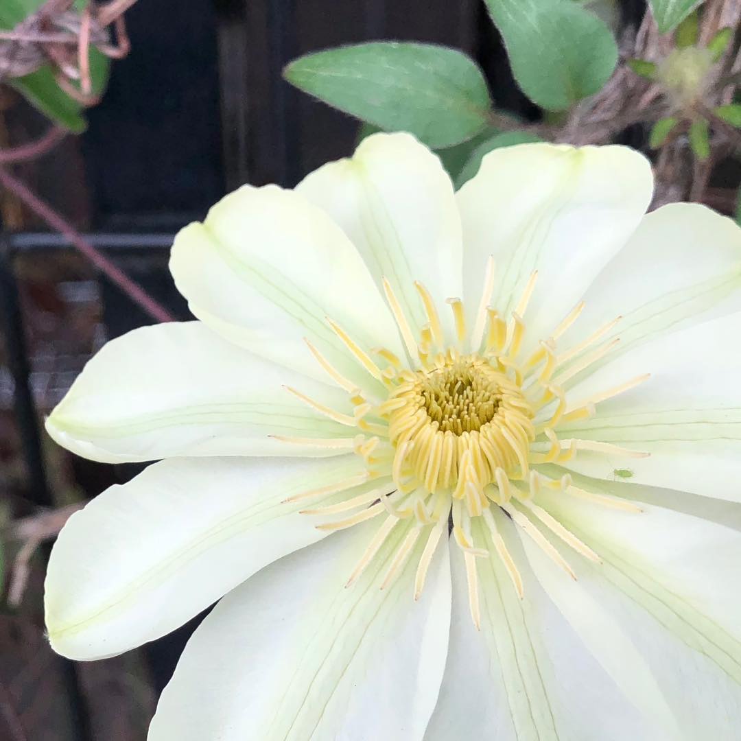 月宮殿、ポチポチ咲いてきた。 #clematis #gekkyuden #gardening #favv_flowers #ig_garden #gardeningtips #nature #plantlove #plant #growsomethinggreen #botanical #instagardeners_feature #nofilter #fleur #flowerpower #flowerlovers #ip_blossoms #hppyflwrs #instaflower #floweroftheday #クレマチス #月宮殿