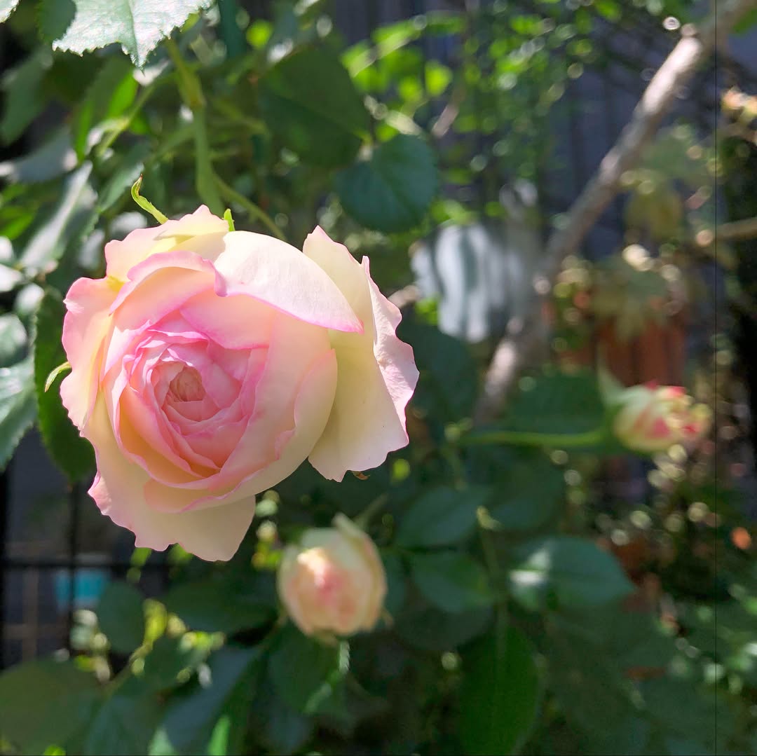 11月に頂いたピエールドゥロンサール、きてます。 #ピエールドゥロンサール #roses #bloom #neighborhood #present #gardening #favv_flowers #ig_garden #gardeningtips #nature #plantlove #plant #growsomethinggreen #botanical #instagardeners_feature #nofilter #ponyfony_flowers #fleur #flowerpower #flowerlovers #ip_blossoms #hppyflwrs #instaflower #floweroftheday #庭の花 #バラ #花のある暮らし