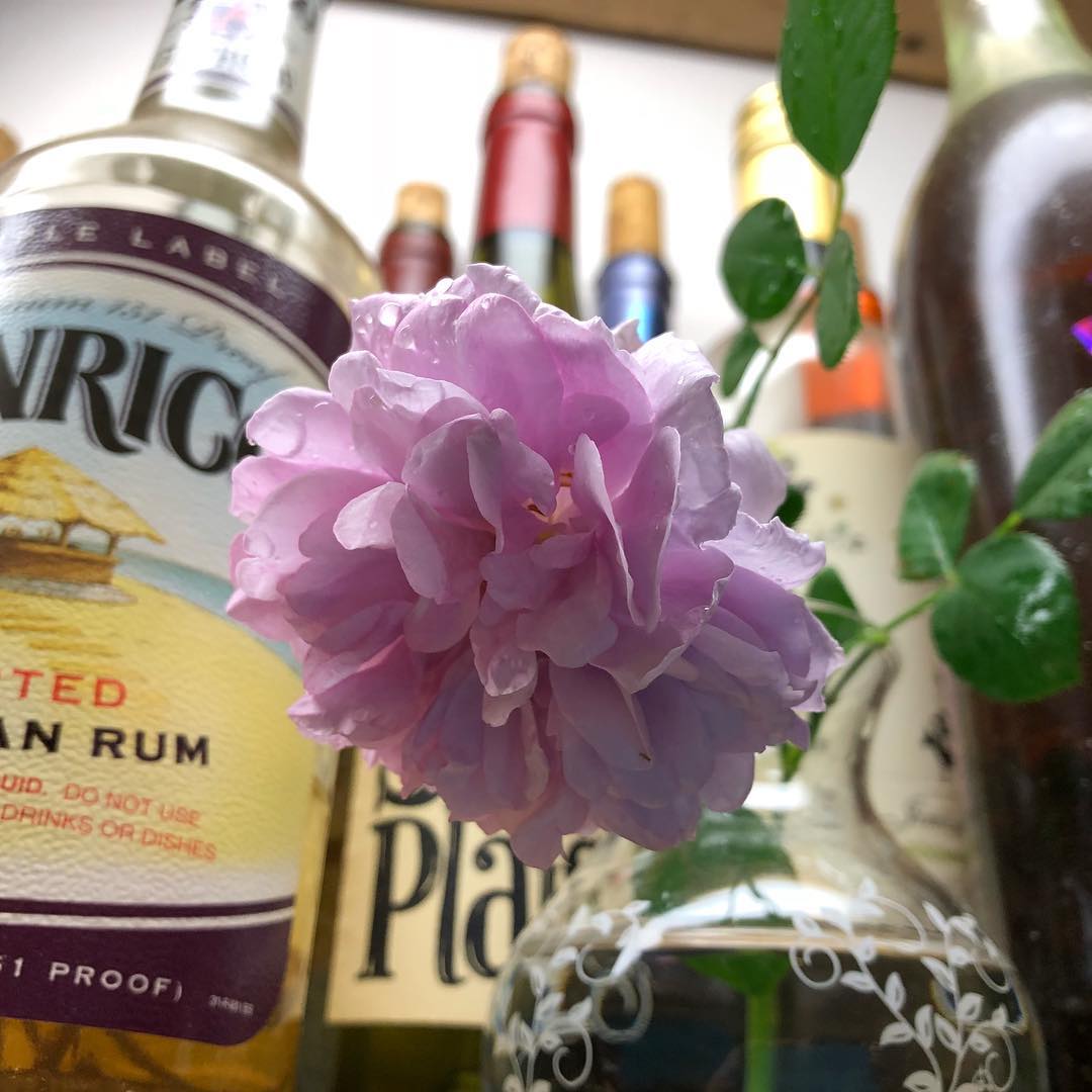 折れてた…。#rainyday #rainyblue #rose #gardening #favv_flowers #ig_garden #gardeningtips #nature #plantlove #plant #growsomethinggreen #botanical #instagardeners_feature #nofilter #ponyfony_flowers #fleur #flowerpower #flowerlovers #ip_blossoms #hppyflwrs #instaflower #floweroftheday #ronrico #庭の花 #レイニーブルー