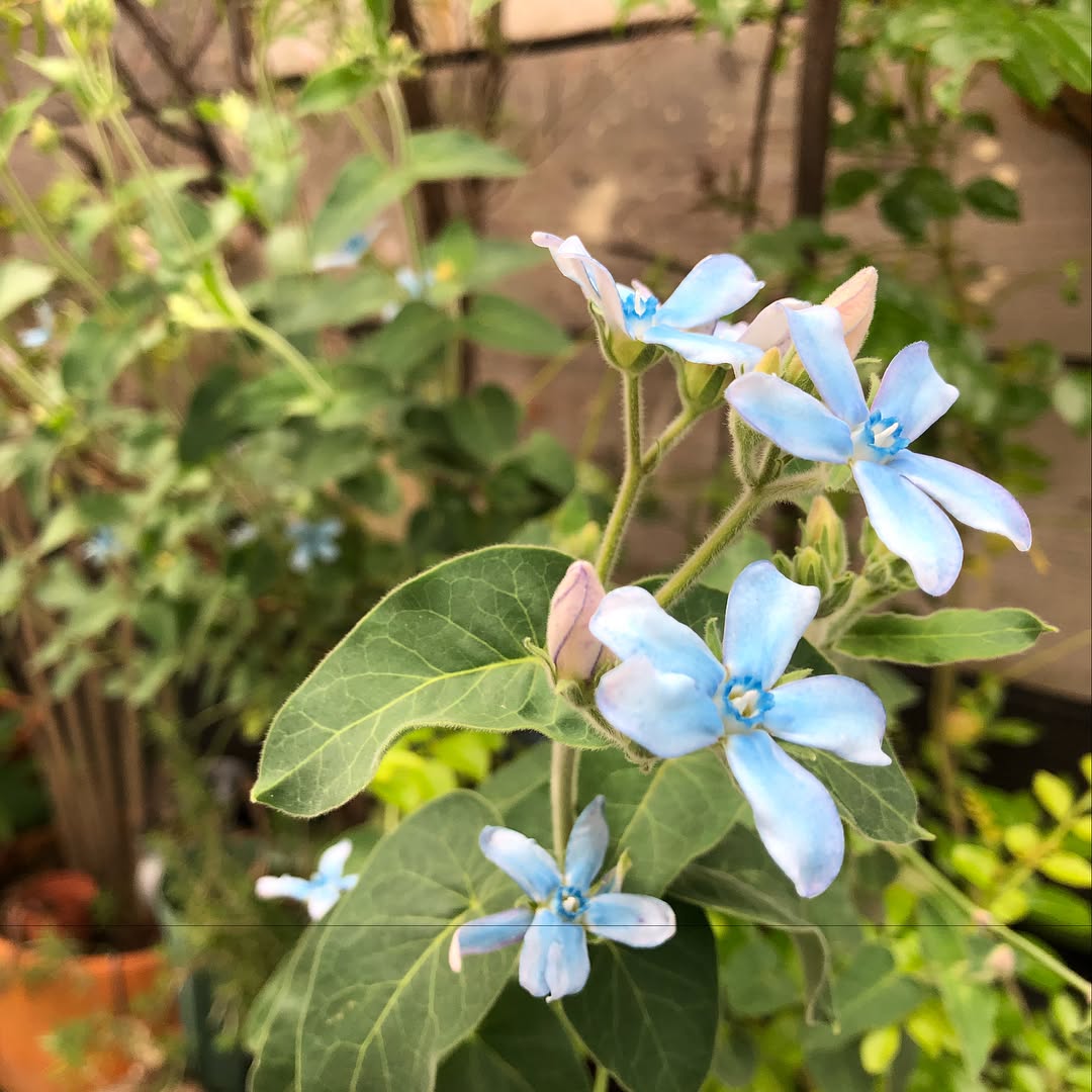 ブルースターはモリモリ。Oxypetalum #oxypetalum #boom #ブルースター #gardening #favv_flowers #ig_garden #gardeningtips #nature #plantlove #plant #growsomethinggreen #botanical #instagardeners_feature #nofilter #ponyfony_flowers #fleur #flowerpower #flowerlovers #ip_blossoms #hppyflwrs #instaflower #floweroftheday #庭の花 #花のある暮らし #花が好きな人と繋がりたい #オキシペタラム #ガガイモ科