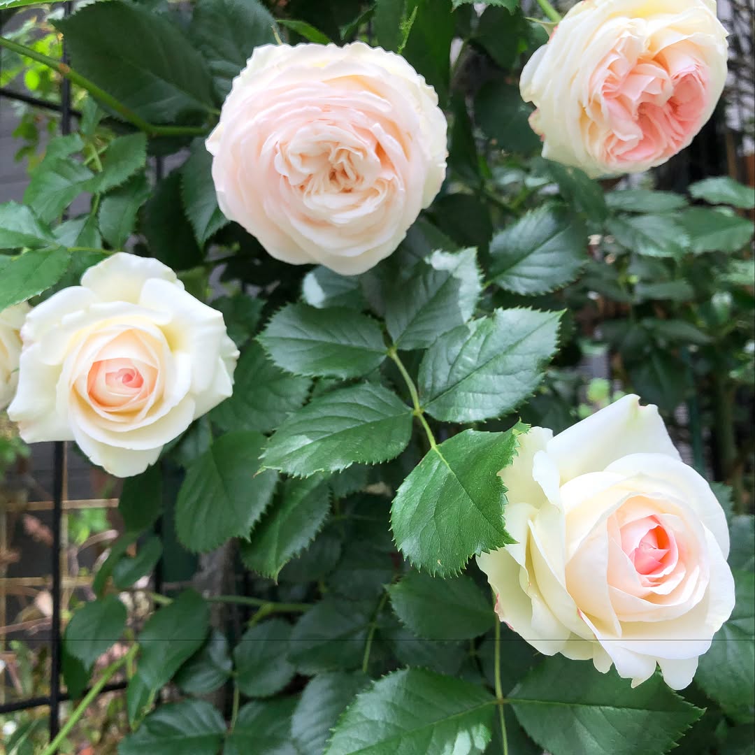 ピエールドゥロンサール いい感じ。3枚目は去年ホームセンターで瀕死だったラ・ドルチェ・ヴィータ、復活した。#roses #gardening #favv_flowers #ig_garden #gardeningtips #nature #plantlove #plant #growsomethinggreen #botanical #instagardeners_feature #nofilter #ponyfony_flowers #fleur #flowerpower #flowerlovers #ip_blossoms #hppyflwrs #instaflower #floweroftheday #ピエールドゥロンサール #ラドルチェヴィータ #庭の花 #花のある暮らし #花が好きな人と繋がりたい