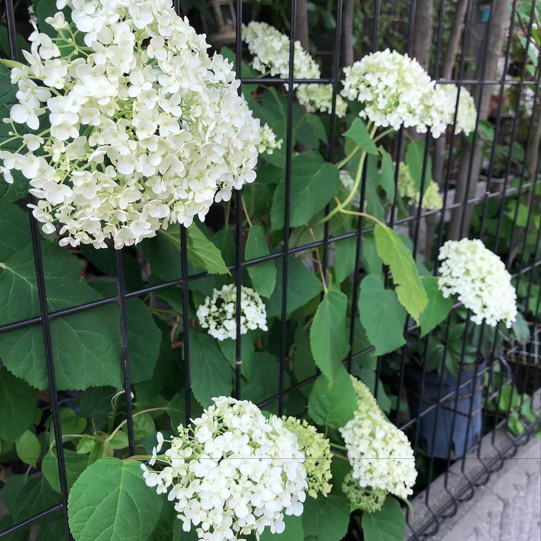 アナベルは年々花が増えてる #hydrangea #gardening #favv_flowers #ig_garden #gardeningtips #nature #plantlove #plant #growsomethinggreen #botanical #instagardeners_feature #nofilter #ponyfony_flowers #fleur #flowerpower #flowerlovers #ip_blossoms #hppyflwrs #instaflower #floweroftheday #アナベル #紫陽花 #花好きな人と繋がりたい