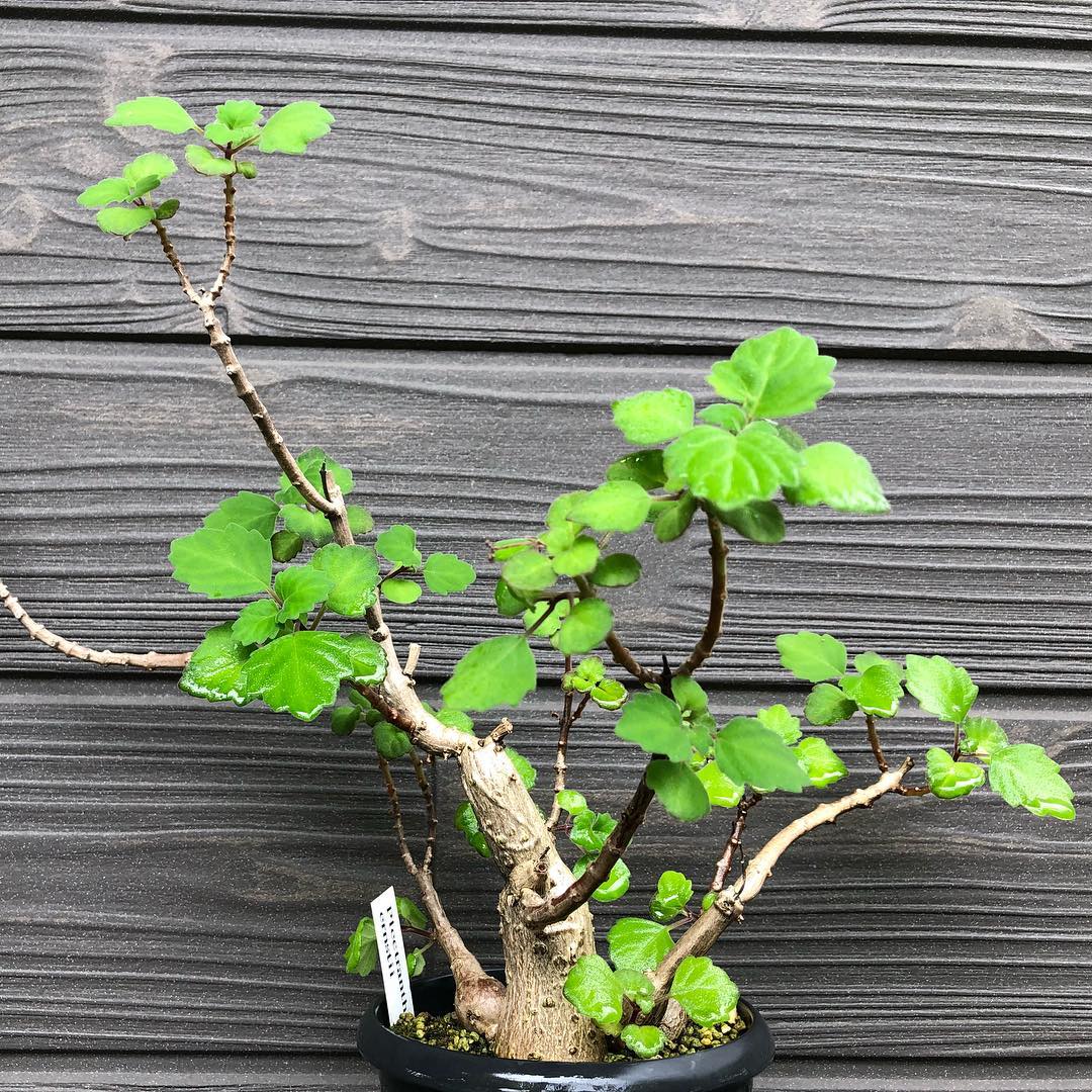 plectranthus ernstii プレクトランサス•エルンスティー ちょっと日陰に置いておいたら復活。よかった… #塊根植物 #シソ科 #plectranthusernstii #gardening #favv_flowers #ig_garden #gardeningtips #nature #plantlove #plant #growsomethinggreen #botanical #instagardeners_feature #nofilter #likebonsai #caudex