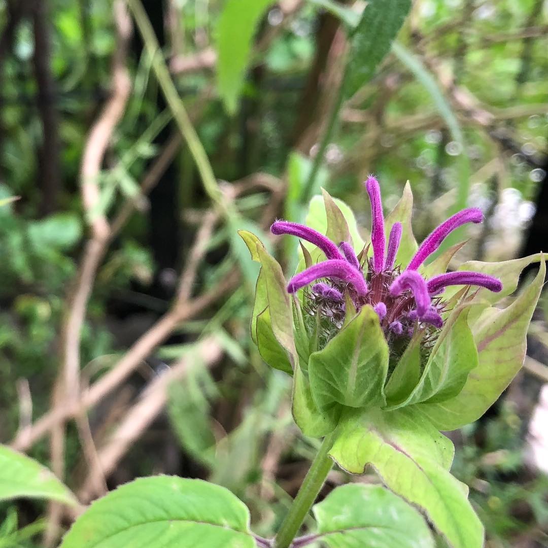 ベルガモット咲き。かわいい #ベルガモット #ハーブ #bergamot #herb #gardening #favv_flowers #ig_garden #gardeningtips #nature #plantlove #plant #growsomethinggreen #botanical #instagardeners_feature #nofilter #ponyfony_flowers #fleur #flowerpower #flowerlovers #ip_blossoms #hppyflwrs #instaflower #floweroftheday #花好きな人と繋がりたい