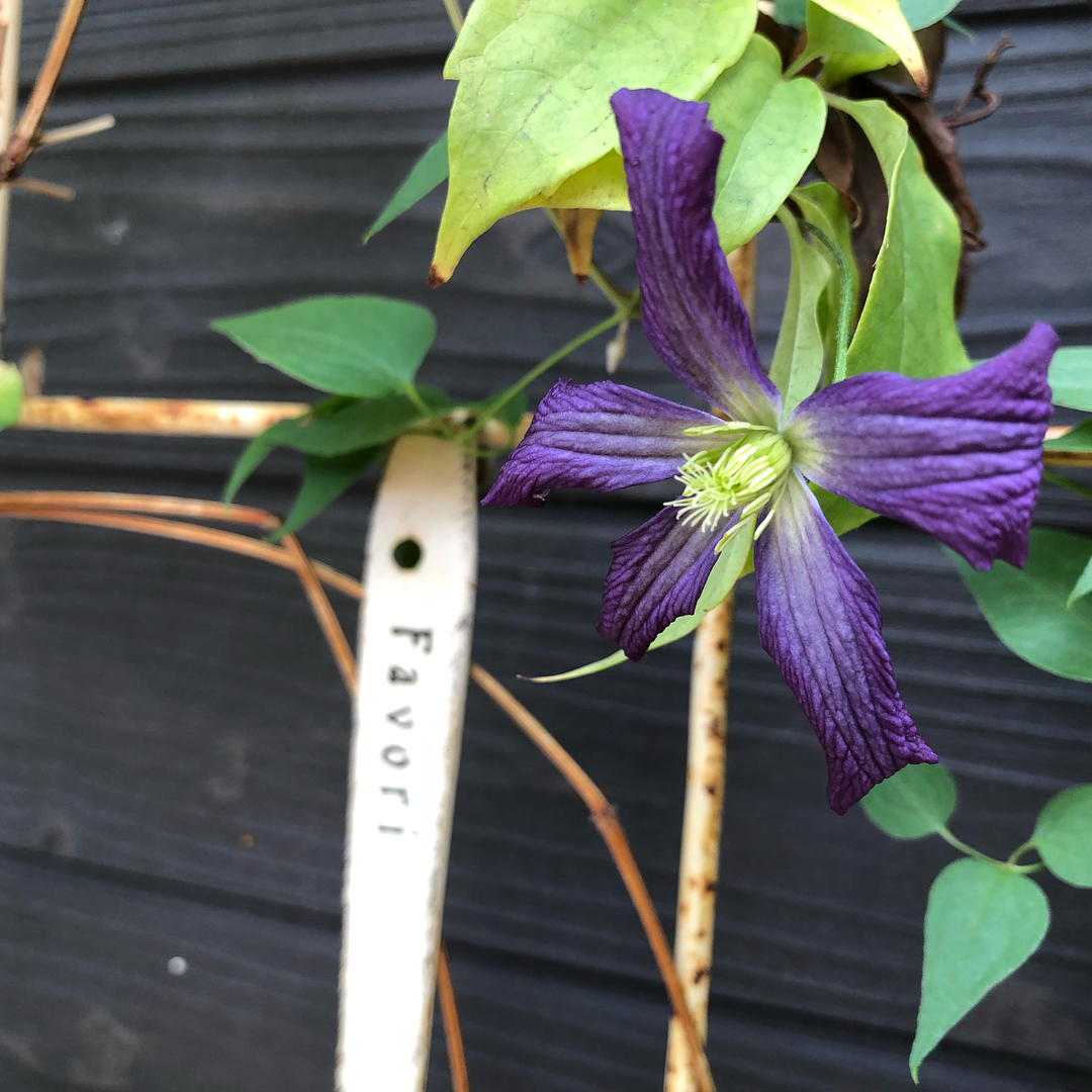 また熱射ですね。ぽつんと一つだけクレマチス…。ハト避けに水色の栓抜きを。#clematis #gardening #favv_flowers #ig_garden #gardeningtips #nature #plantlove #plant #growsomethinggreen #botanical #instagardeners_feature #nofilter #ponyfony_flowers #fleur #flowerpower #flowerlovers #ip_blossoms #hppyflwrs #instaflower #floweroftheday #bloom #sunday #afterthetyphoon #avoidpigeons #blue #クレマチス #ルドベキア #ハト避け #花好きな人と繋がりたい