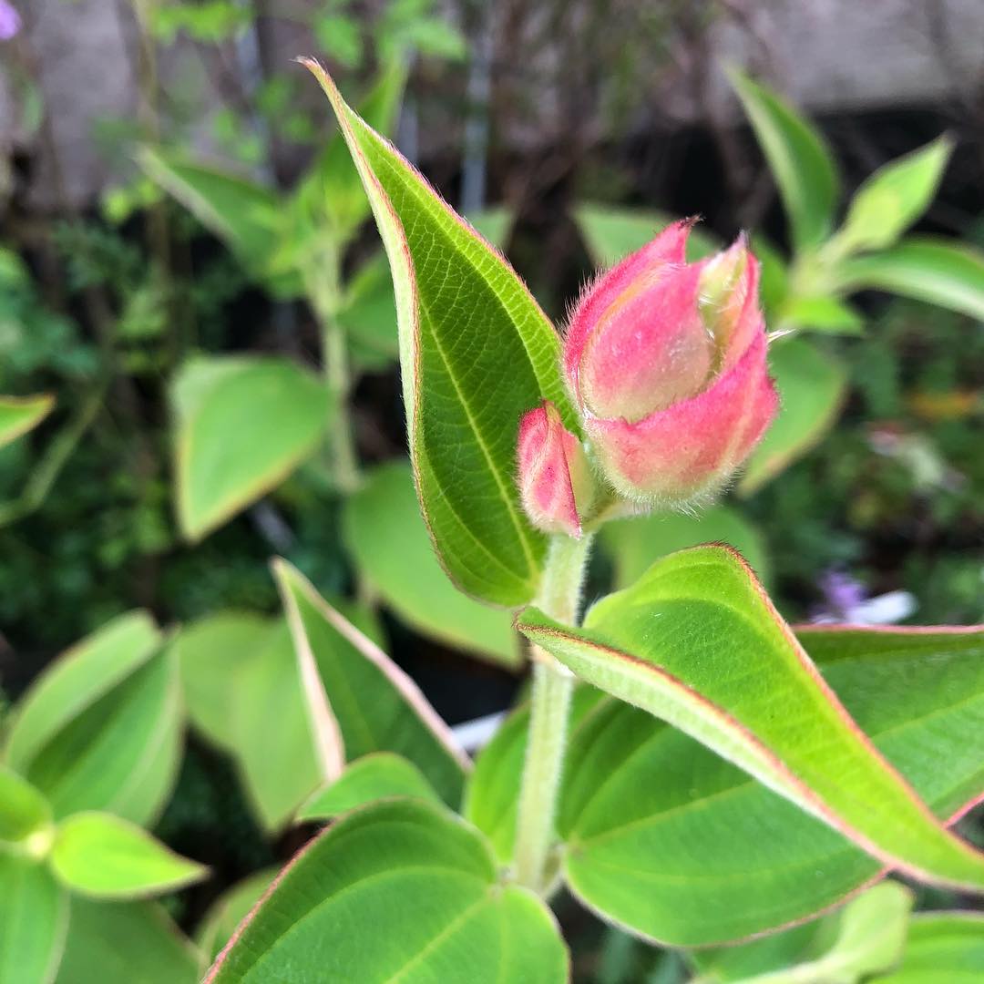 もう少しかかるかな…。蕾のこの色合い️ #ノボタン #flowerbud #asianmelastome #gardening #favv_flowers #ig_garden #gardeningtips #nature #plantlove #plant #growsomethinggreen #botanical #instagardeners_feature #nofilter #ponyfony_flowers #fleur #flowerpower #flowerlovers #ip_blossoms #hppyflwrs #instaflower #floweroftheday #庭の花