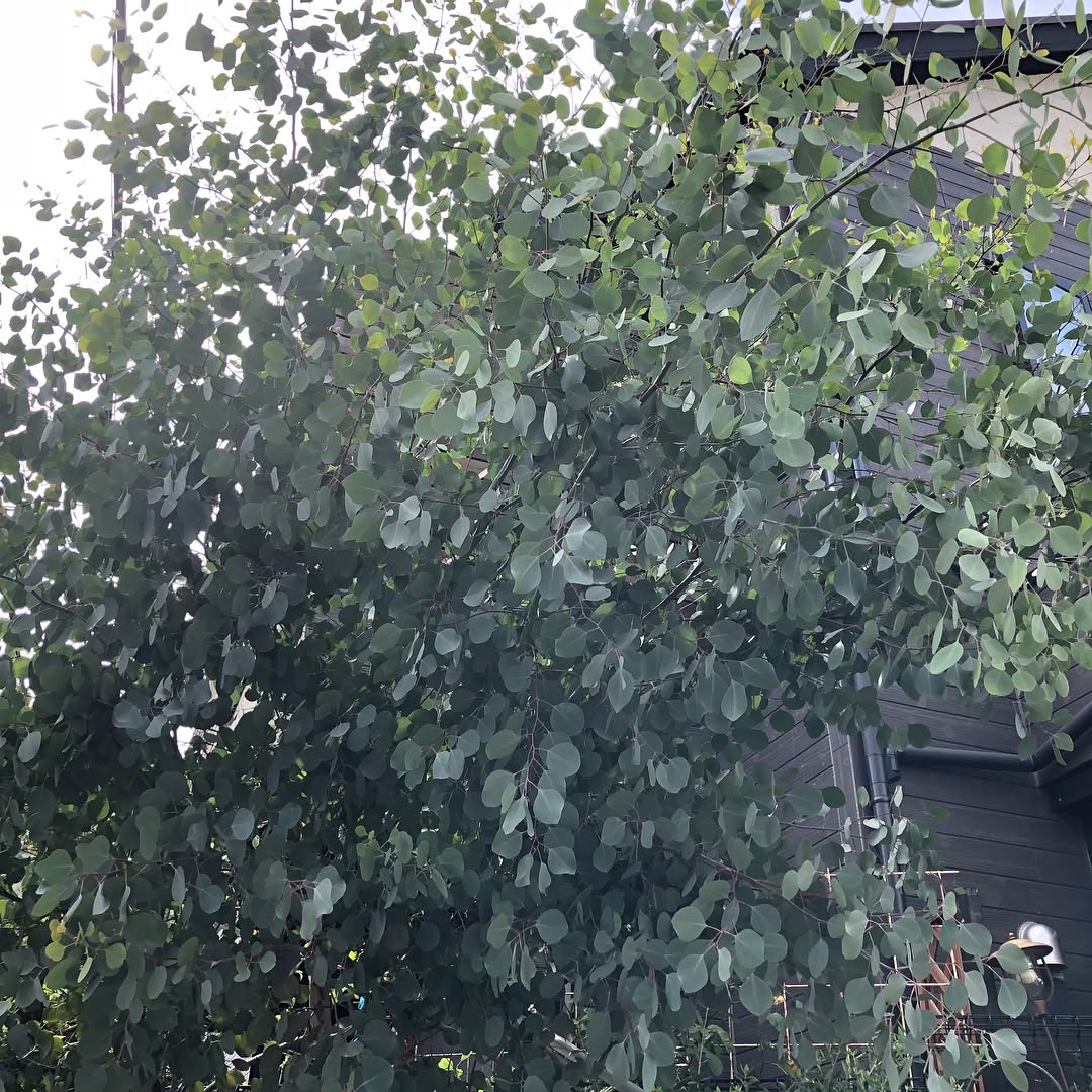 もじゃもじゃで強風がしんどそうだったので、ばっさり10kgぐらい剪定。太い枝は次回の焚き火まで乾燥。 #剪定 #ユーカリ #ポリアンセモス #ポポラス #gardening #favv_flowers #ig_garden #gardeningtips #nature #plantlove #plant #growsomethinggreen #botanical #instagardeners_feature #nofilter #Eucalyptus #polyanthemos #redbox #cut #inmygarden