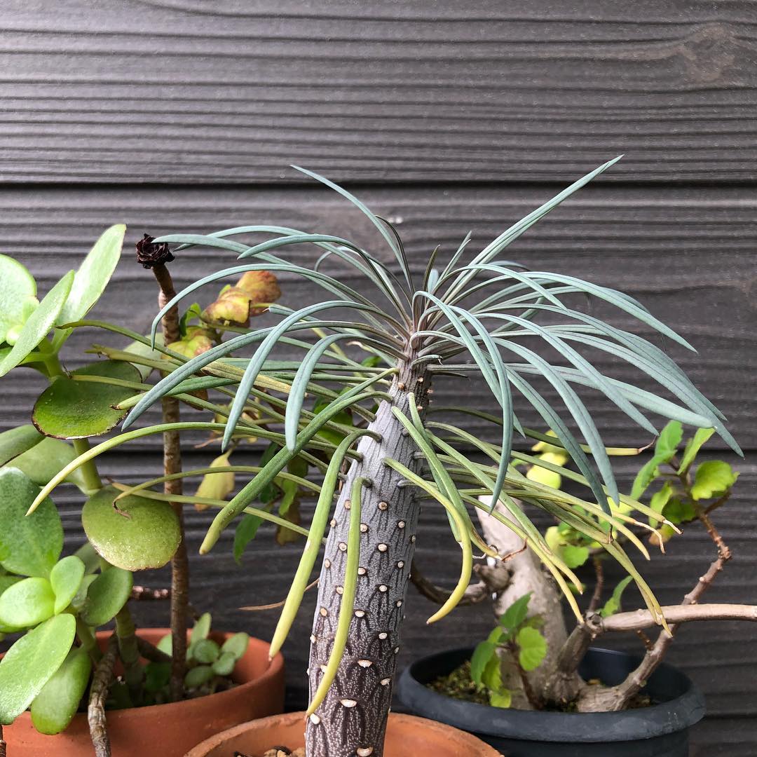 だいぶ大きくなったな! ひんやり気候大歓迎。 #succulent #succulove #euphorbia #succulentjunkie #succulenthoarder #suculenta #suculentas #succulents #cactuslove #cactus #cactusgram #plantsjunkie #cacti #sedum #gardening #favv_flowers #ig_garden #gardeningtips #nature #plantlove #plant #growsomethinggreen #botanical #instagardeners_feature #nofilter