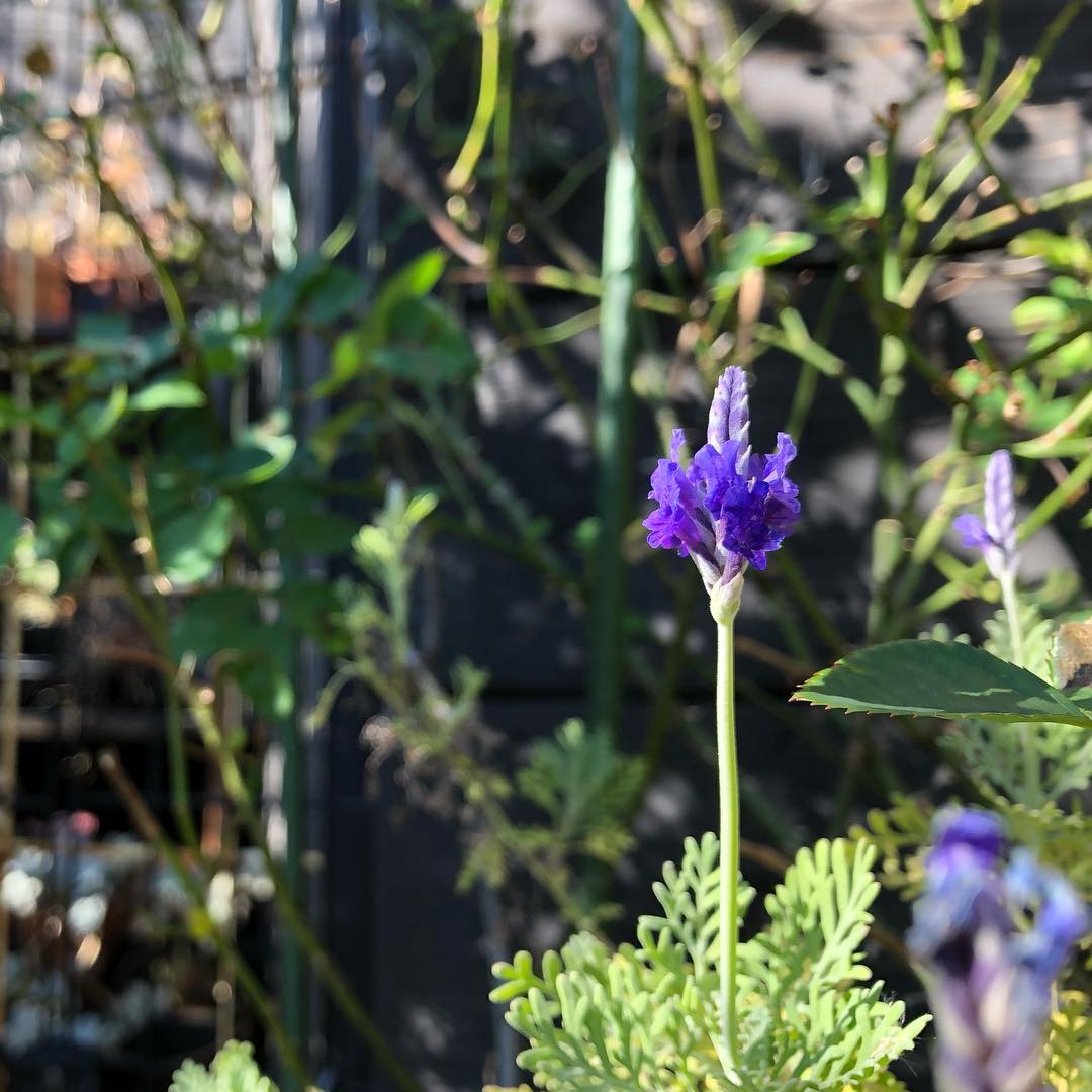 寒くてもキリッと咲いてるレースラベンダー #bloom #lavender #gardening #favv_flowers #ig_garden #gardeningtips #nature #plantlove #plant #botanical #instagardeners_feature #nofilter #ponyfony_flowers #fleur #flowerpower #flowerlovers #ip_blossoms #hppyflwrs #instaflower #floweroftheday #レースラベンダー #庭の花 #花好きな人と繋がりたい