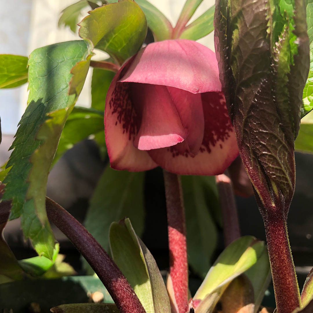 ️来週末もこんな天気ならいいのになぁ…。クリスマスローズが少し開いてきました。#庭の花 #花好きな人と繋がりたい #はなのあるくらし #クリスマスローズ #helleborus #hellebores #gardening #favv_flowers #ig_garden #gardeningtips #nature #plantlove #plant #growsomethinggreen #botanical #instagardeners_feature #nofilter #ponyfony_flowers #fleur #flowerpower #flowerlovers #ip_blossoms #hppyflwrs #instaflower #floweroftheday #foetidus