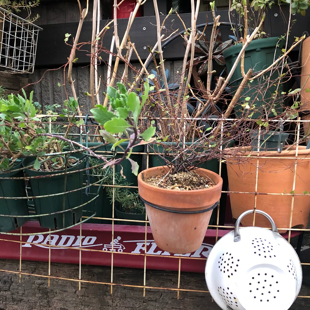 仕方なくもらったサビサビのラジオフライヤー、旦那さんが足を外して、ここに収まった。水槽掃除やら庭いじりで1日が終わるという贅沢な日曜日だった。##sunday #日曜日の過ごし方 #aquarium #kingyo ##cleanup #gardening #favv_flowers #ig_garden #gardeningtips #nature #plantlove #plant #growsomethinggreen #botanical #instagardeners_feature #nofilter #ponyfony_flowers #fleur #flowerpower #flowerlovers #ip_blossoms #hppyflwrs #instaflower #floweroftheday #radioflyer #goldfish