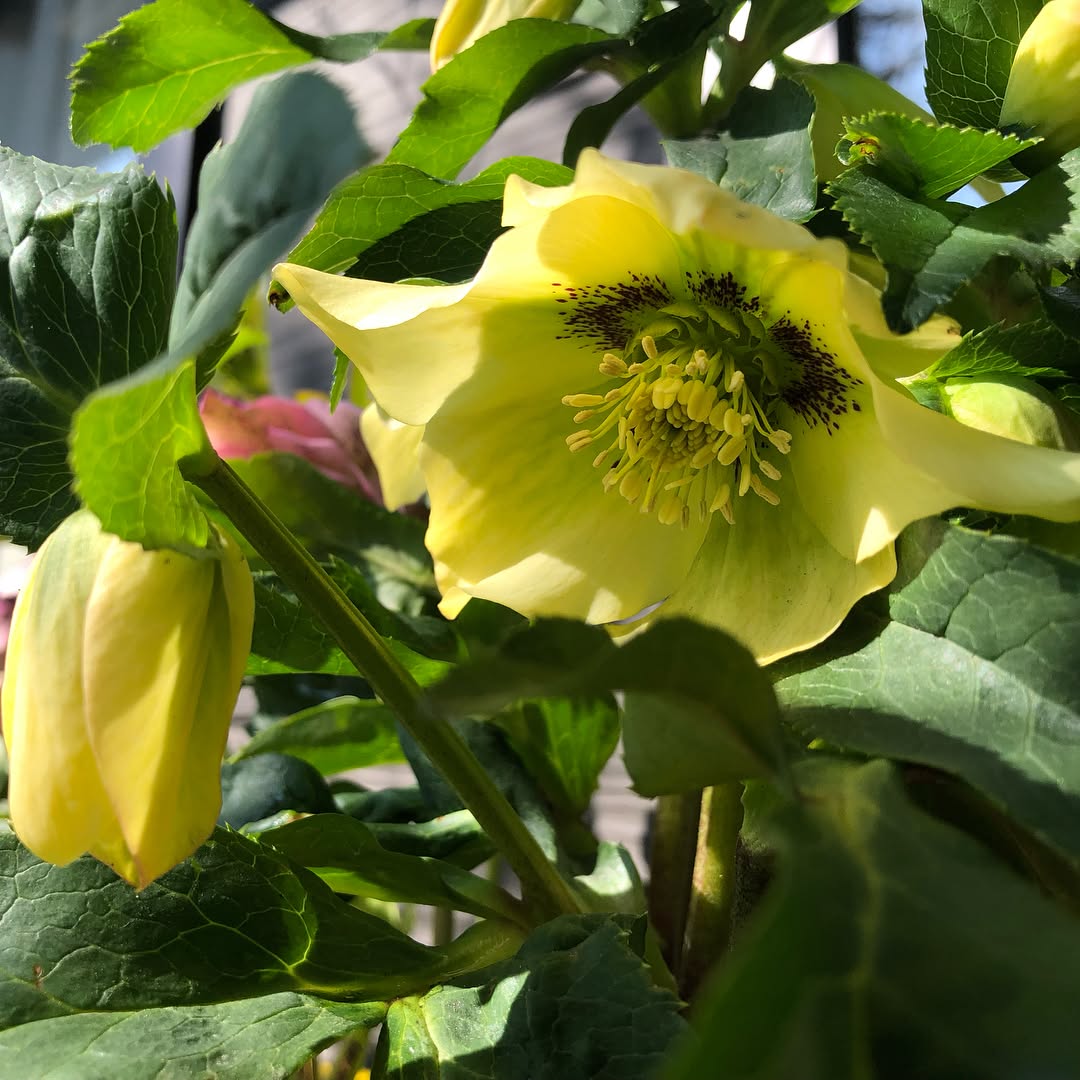 午前中は風もなくポカポカ。先日のクリスマスローズ、咲きました。 #helleborus #hellebores #クリスマスローズ #庭の花 #園芸日和 #gardening #favv_flowers #ig_garden #gardening tips #nature #plantlove #plant #growsomethinggreen #botanical #instagardeners_feature #nofilter #ponyfony_flowers #fleur #flowerpower #flowerlovers #ip_blossoms #hppyflwrs #instaflower #floweroftheday