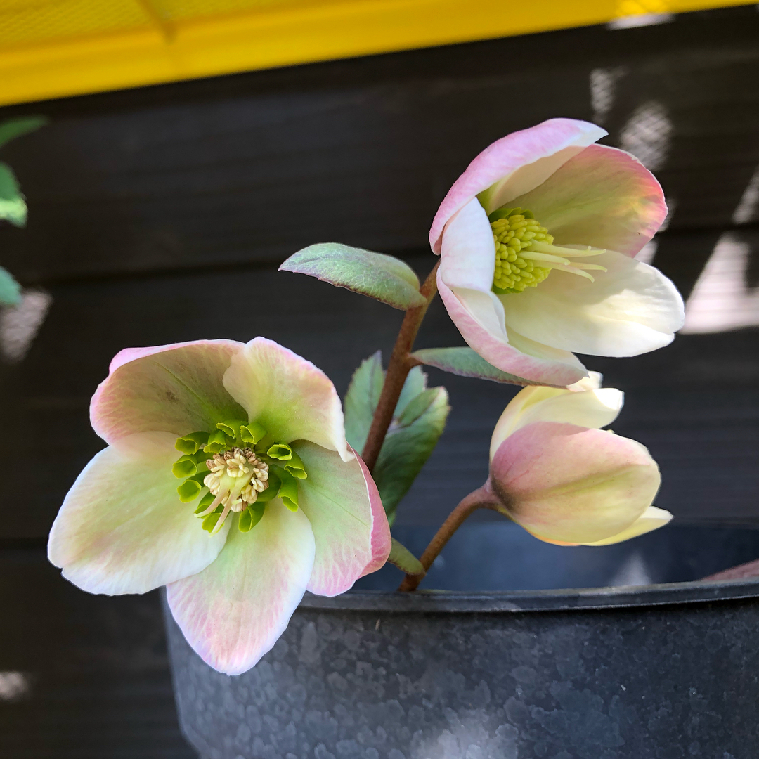 園芸好きの花粉症、ちょっとつらいです。目が、鼻が、喉がかゆい…と思いながら、クリスマスローズを眺める。#クリスマスローズ #gardening #favv_flowers #ig_garden #gardeningtips #nature #plantlove #plant #growsomethinggreen #botanical #instagardeners_feature #nofilter #ponyfony_flowers #fleur #flowerpower #flowerlovers #ip_blossoms #hppyflwrs #instaflower #floweroftheday #helleborus #hellebores #庭の花 #花好きな人と繋がりたい #春だね