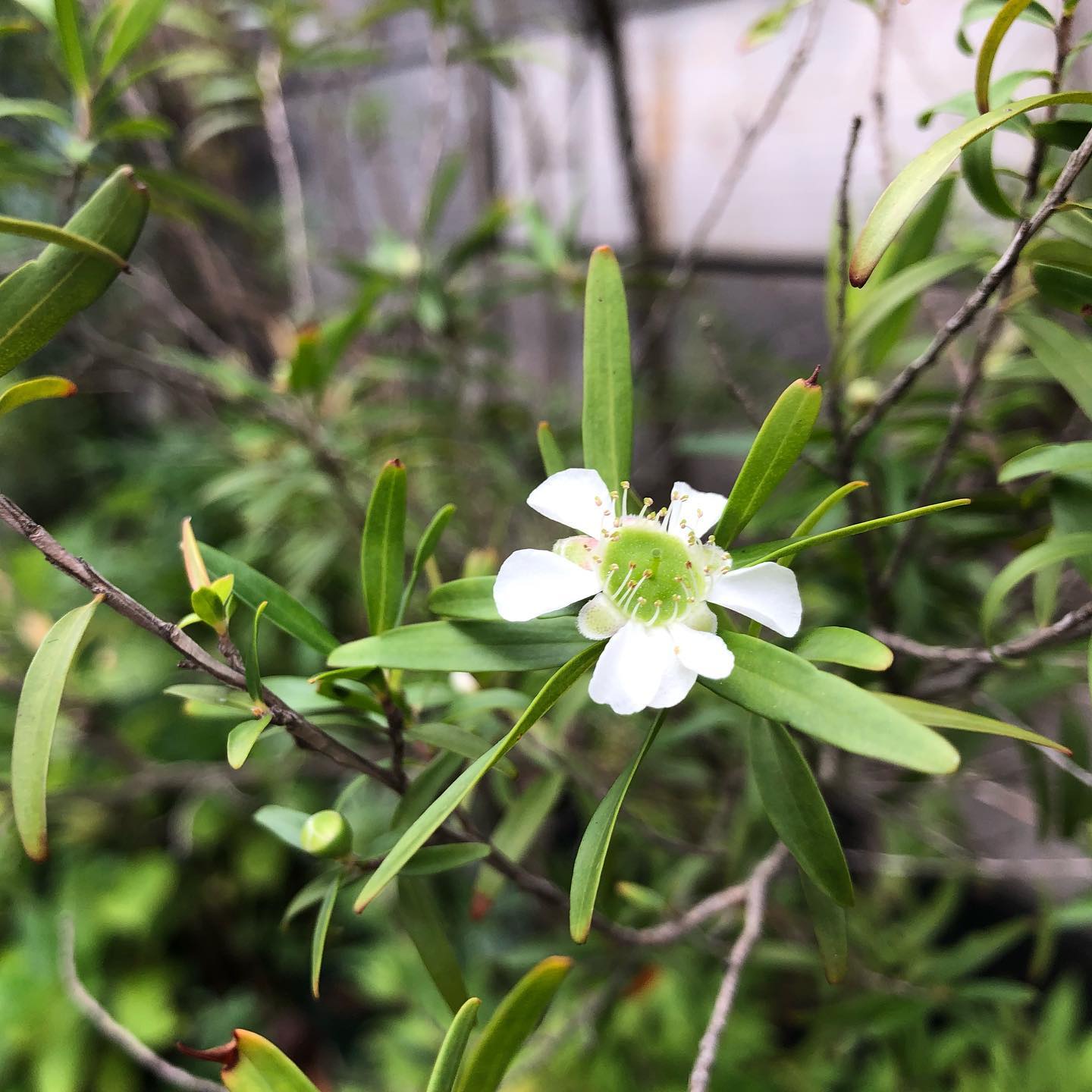 久しぶりの朝巡回 レモンティーツリー咲きました! #Leptospermumpetersonii #レモンティーツリー #gardening #favv_flowers #ig_garden #nature #plantlove #plant #botanical #instagardeners #nofilter #ponyfony_flowers #fleur #flowerpower #flowerlovers #ip_blossoms #hppyflwrs #instaflower #floweroftheday #bloom #はなまっぷ #花好きな人と繋がりたい