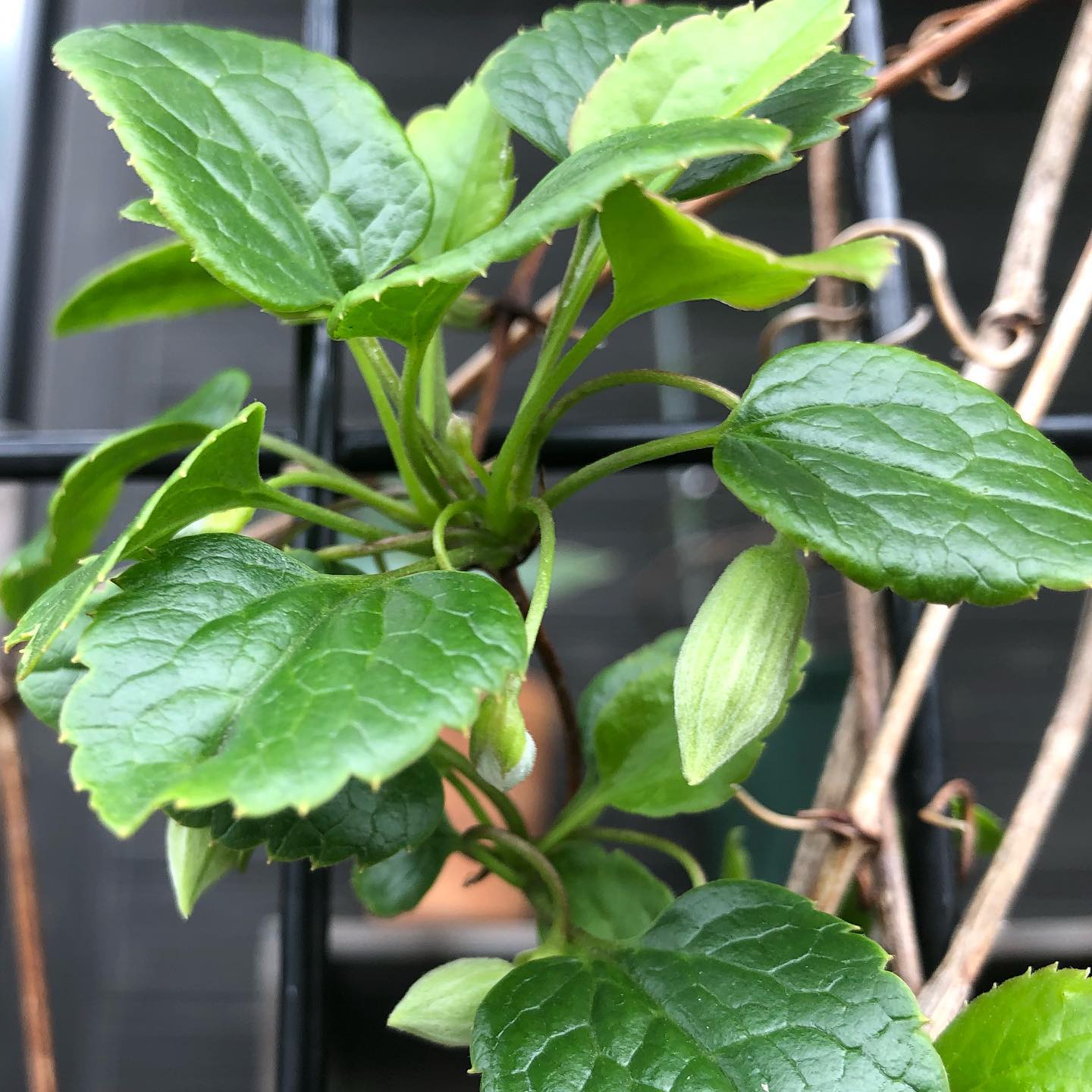 Wezrai Creem’”ウェズレイ・クリーム 今年もたくさん蕾をつけています。楽しみ♡ なんと3年ぶりのアップだった。#gardening #favv_flowers #ig_garden #nature #plantlove #plant #botanical #instagardeners #nofilter #flowerbud #instagood #fleur #flowerpower #flowerlovers #ip_blossoms #hppyflwrs #instaflower #floweroftheday #clematis #花好きな人と繋がりたい #クレマチス #ガーデニング